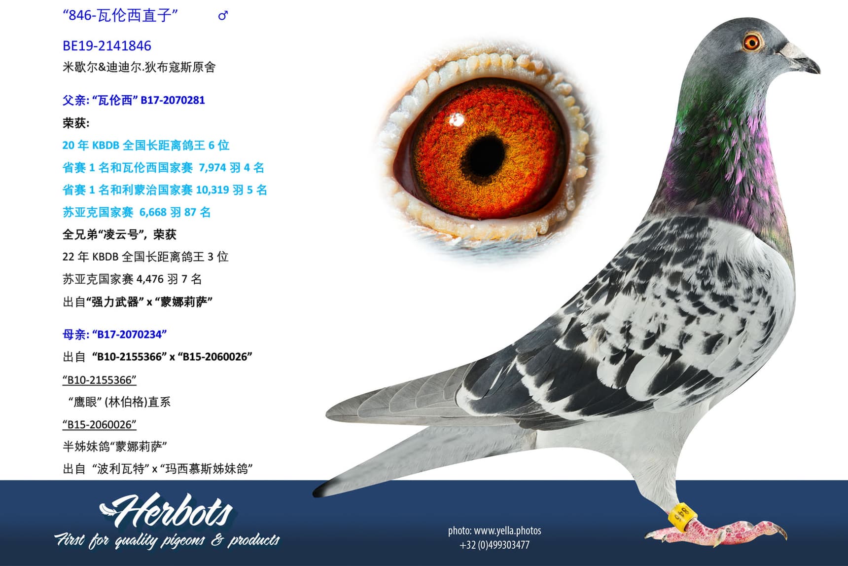 pigeon: undefined