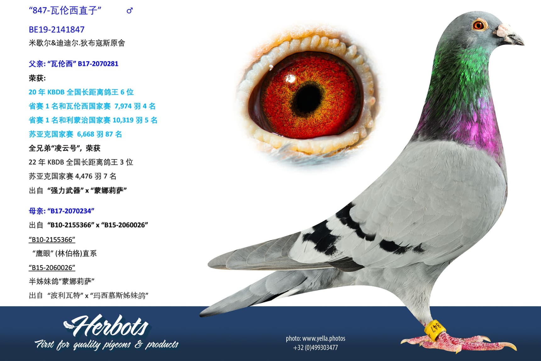 pigeon: undefined