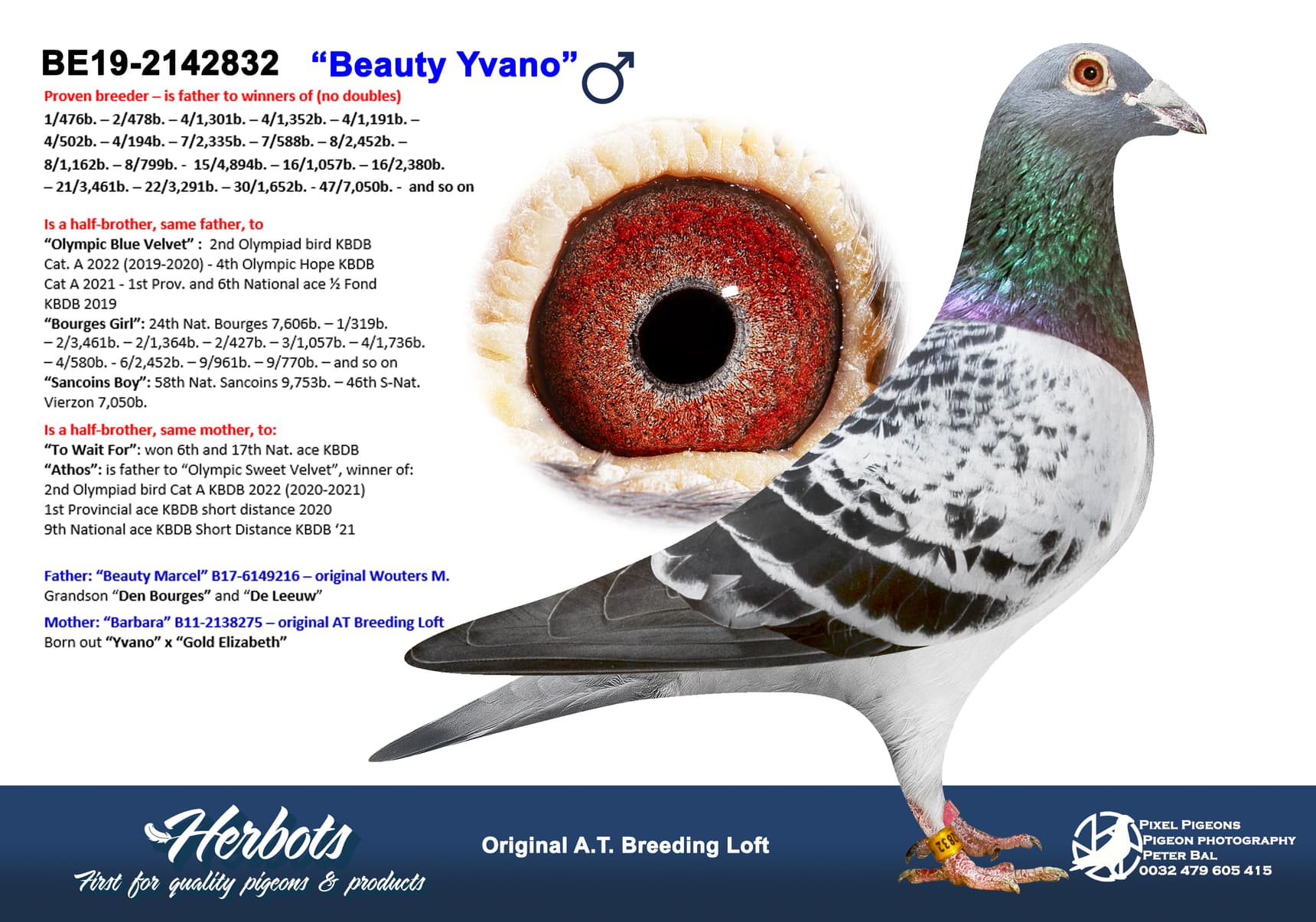 pigeon: undefined