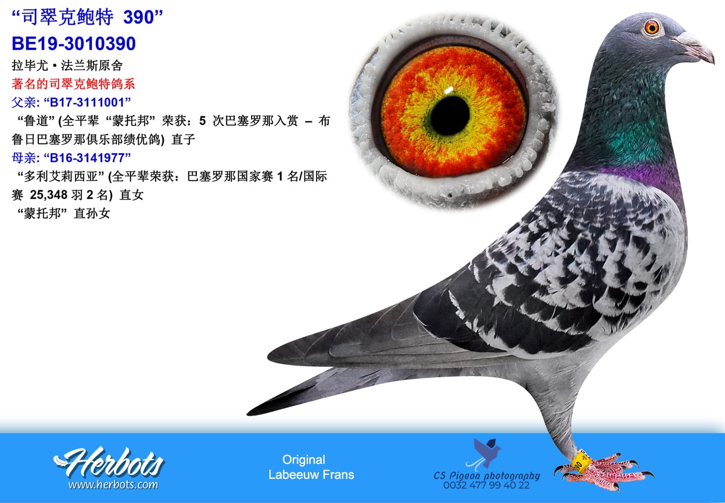 pigeon: undefined