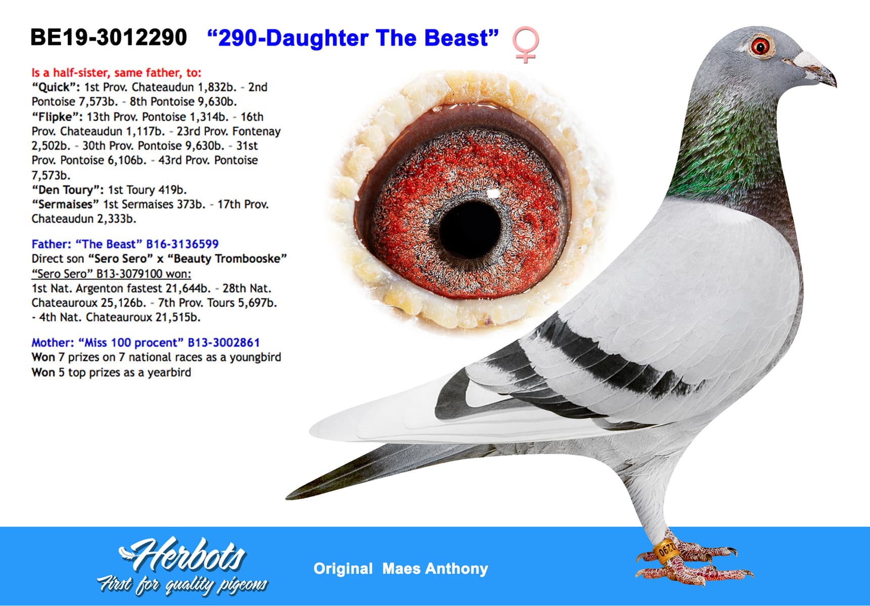 pigeon: undefined