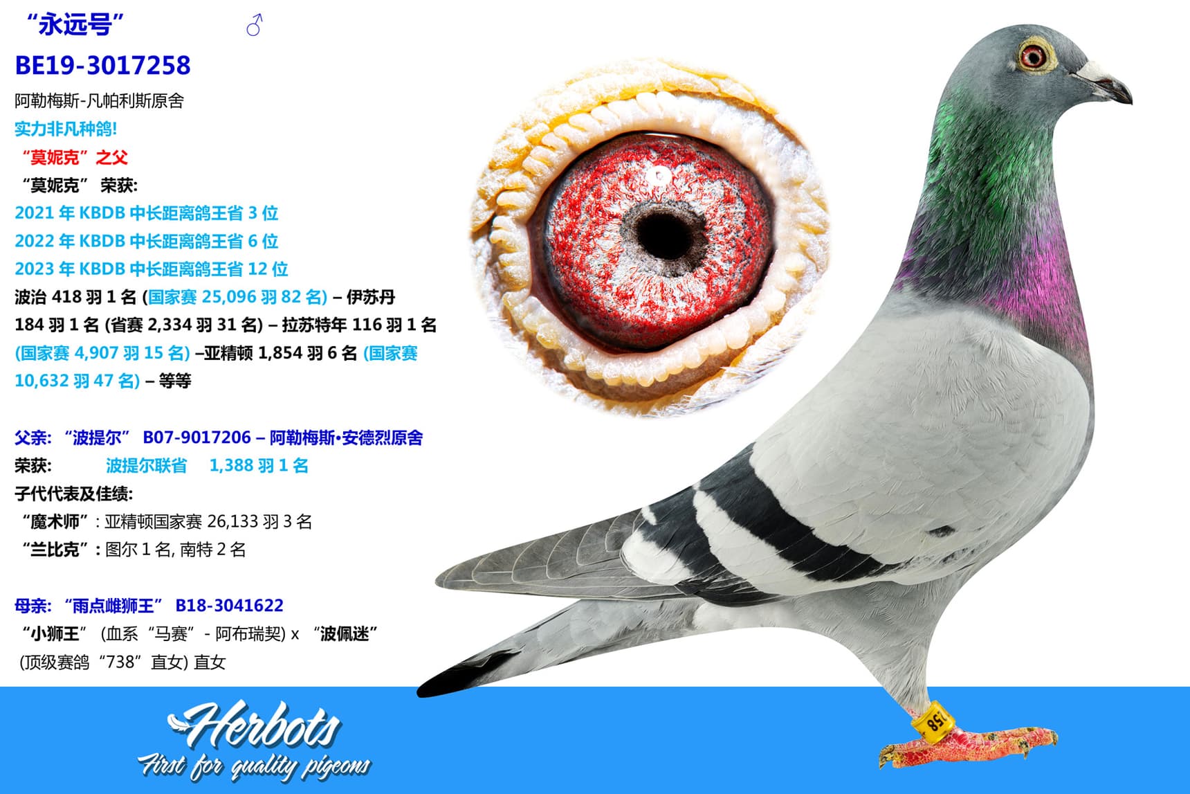 pigeon: “永远号”