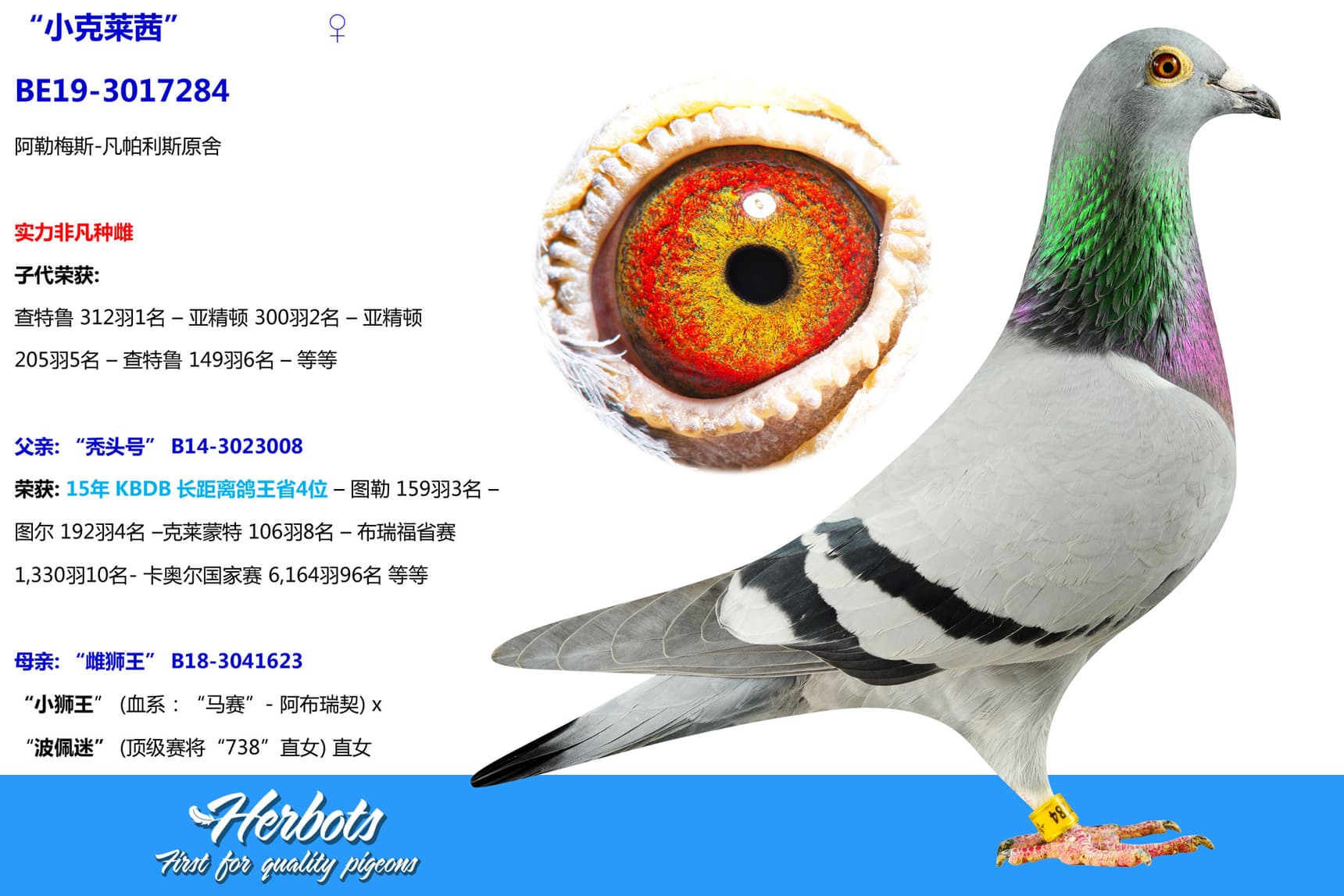 pigeon: “小克莱茜”