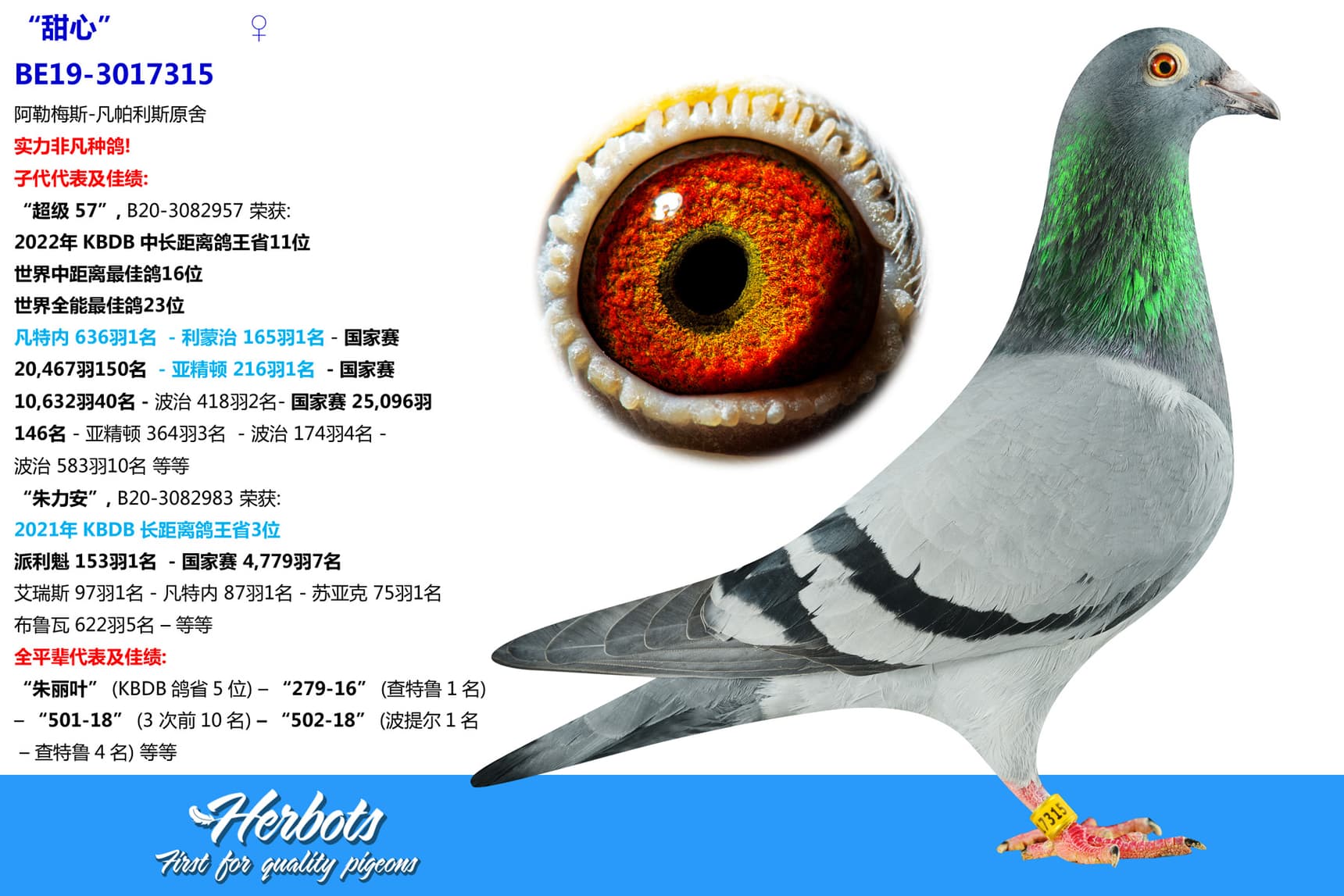 pigeon: “甜心”