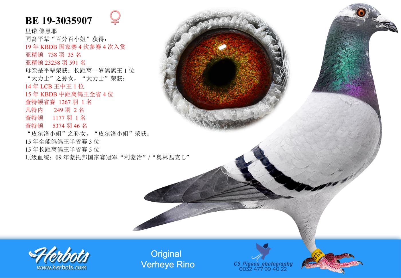 pigeon: undefined