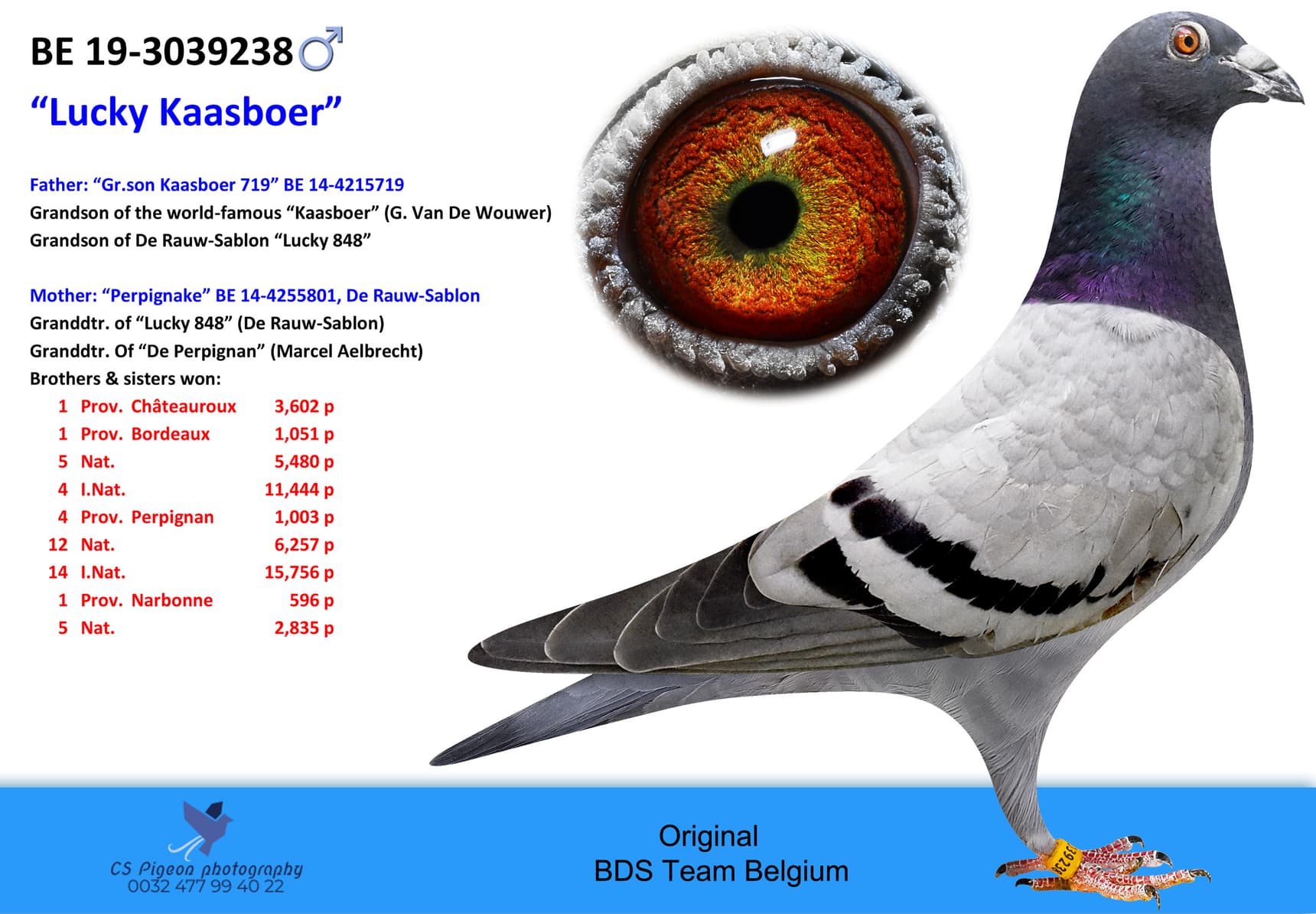 pigeon: undefined