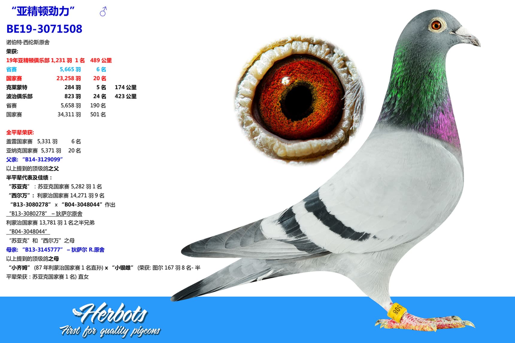 pigeon: “亚精顿劲力”