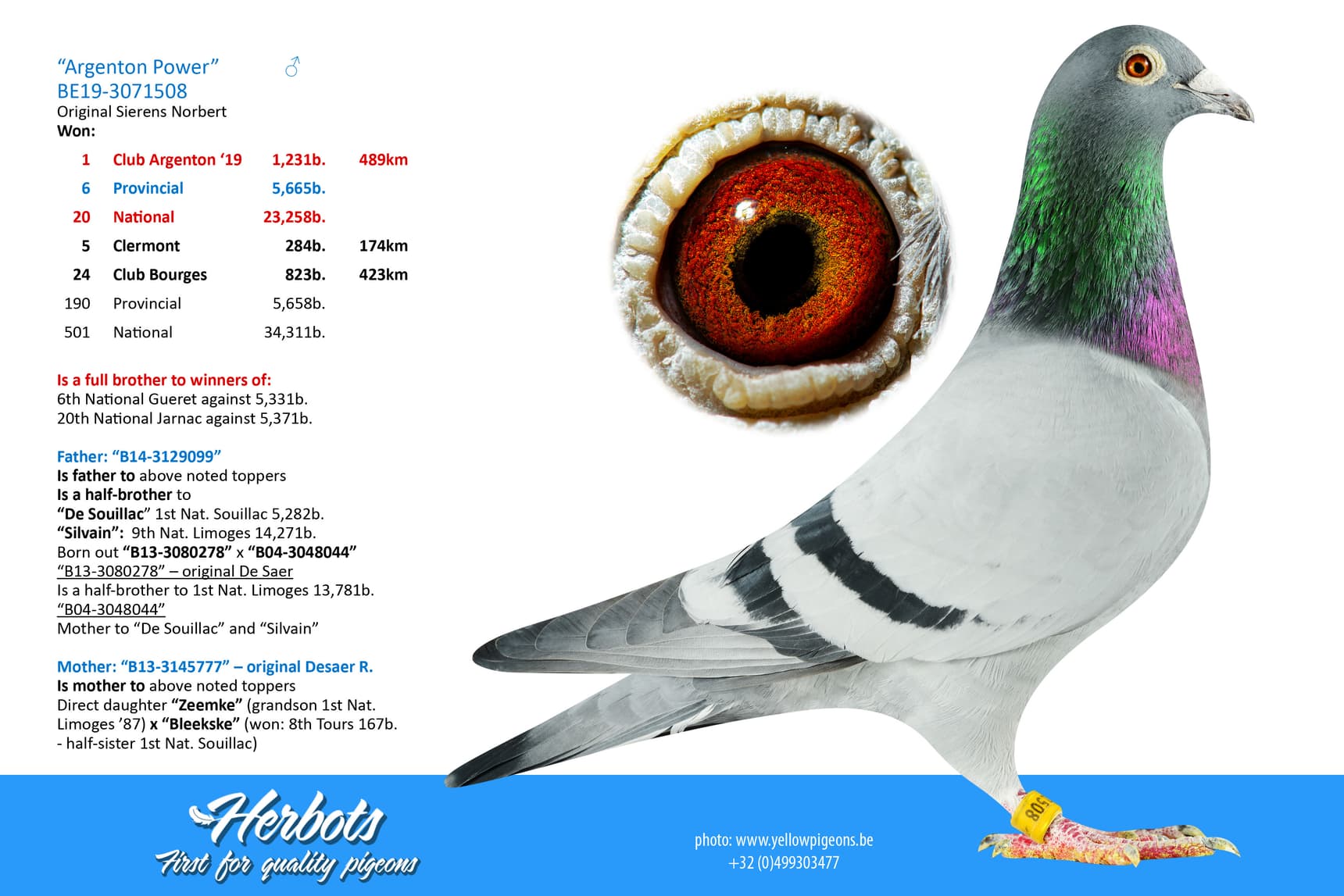pigeon: undefined