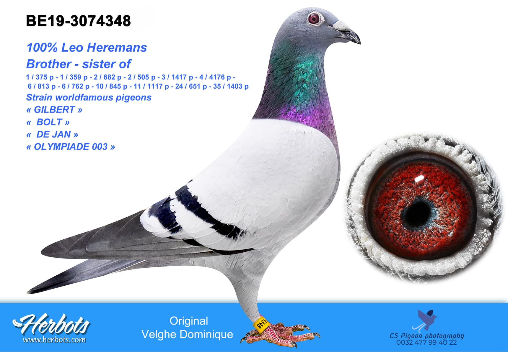 pigeon: undefined