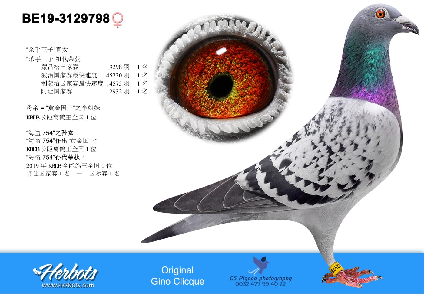 pigeon: undefined