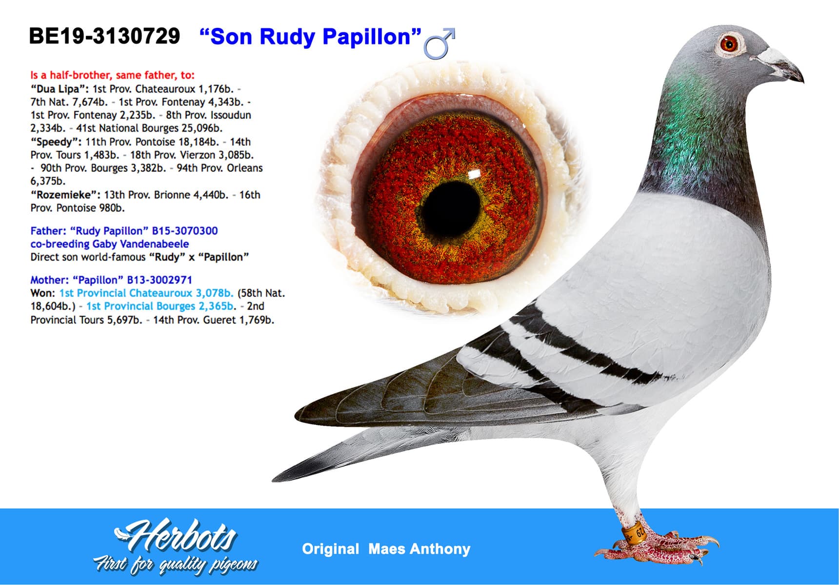 pigeon: undefined