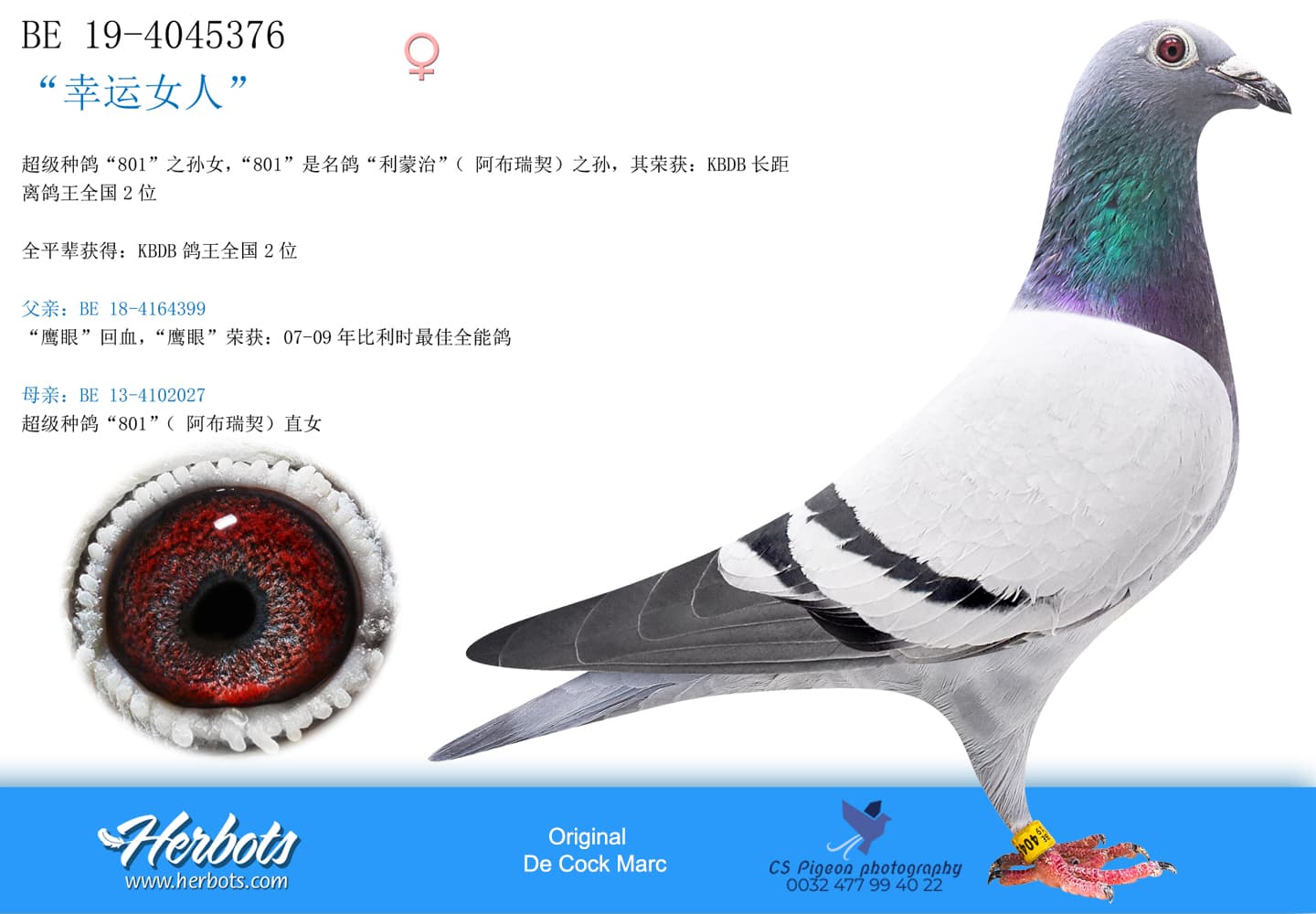 pigeon: “幸运女人”