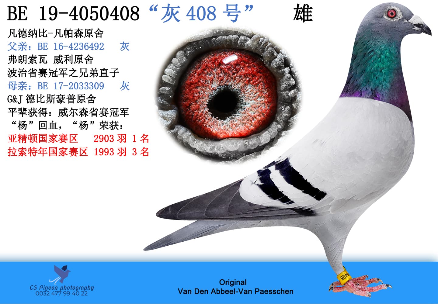 pigeon: undefined