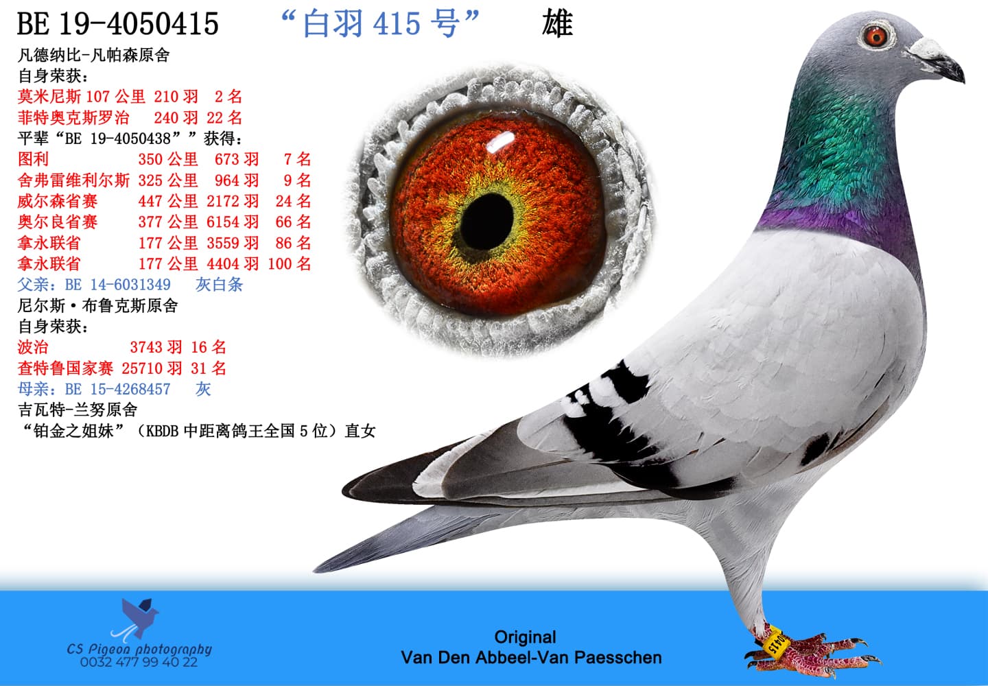 pigeon: “白羽415号”
