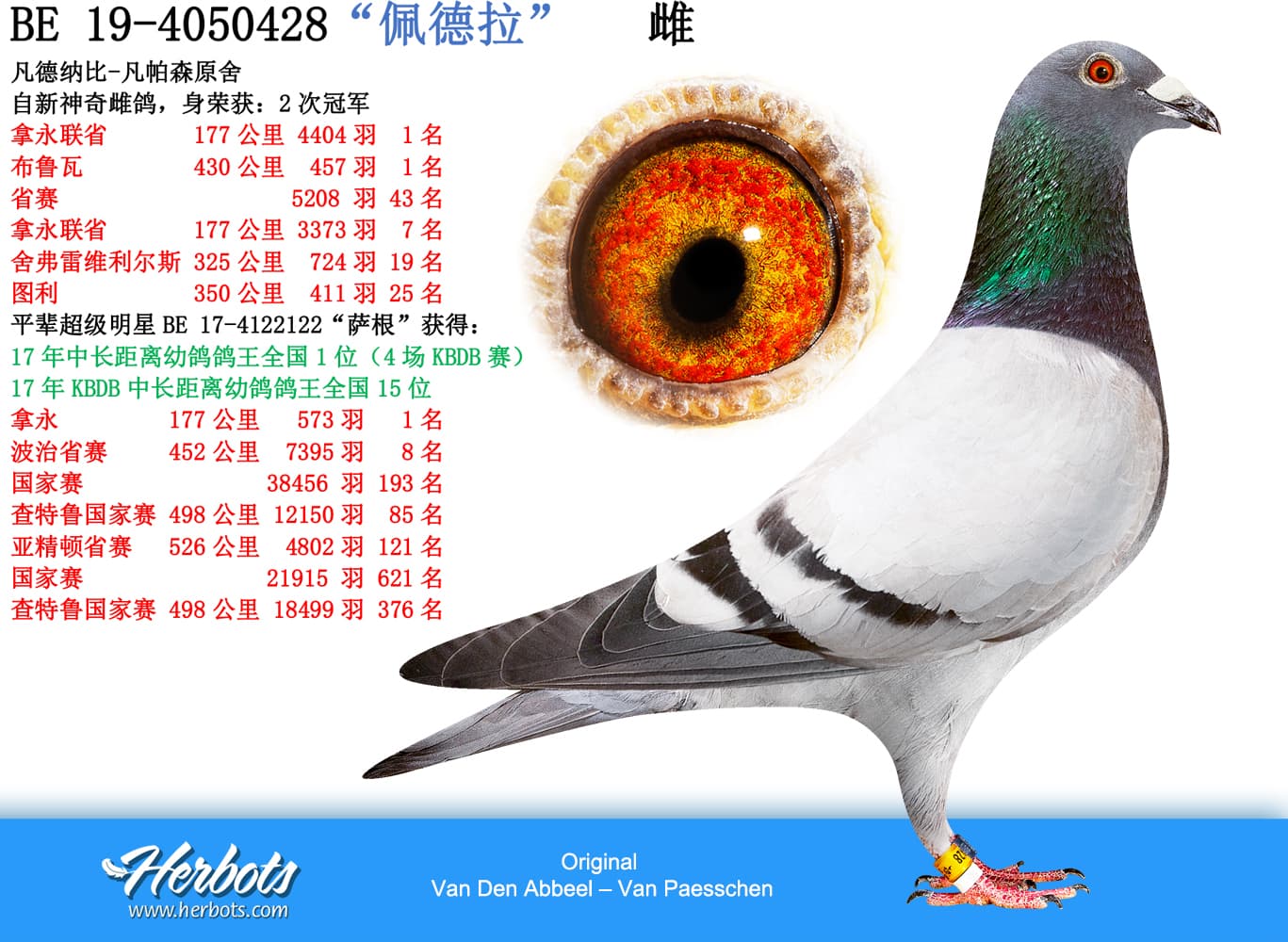pigeon: undefined