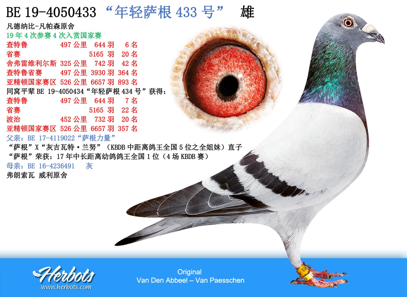pigeon: “年轻萨根433号”