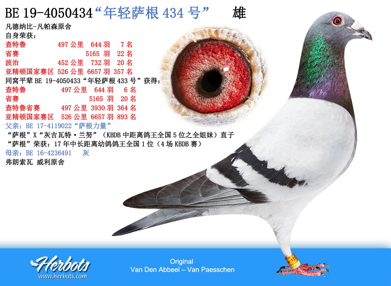 pigeon: undefined