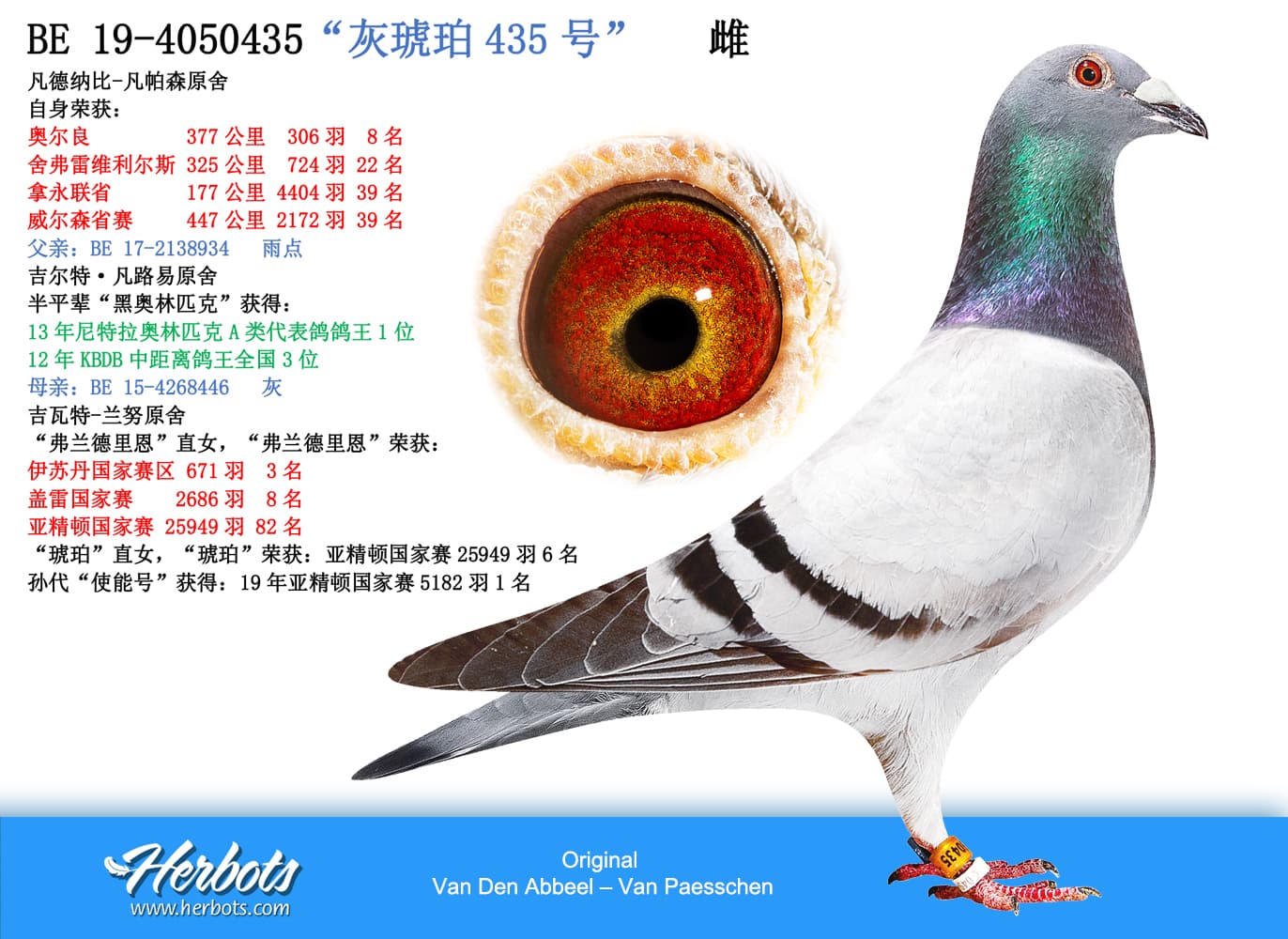 pigeon: “灰琥珀435号”