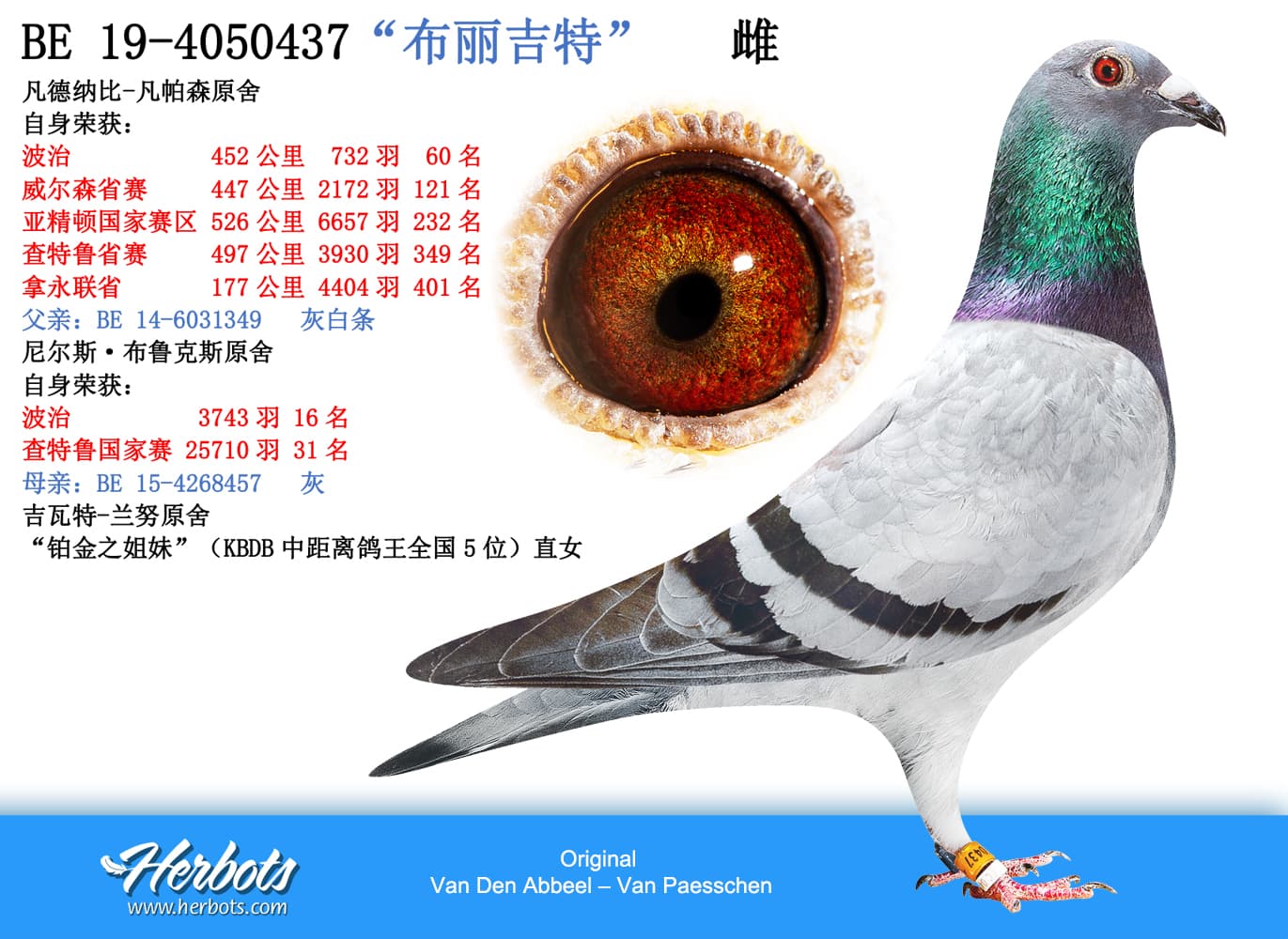 pigeon: “布丽吉特”