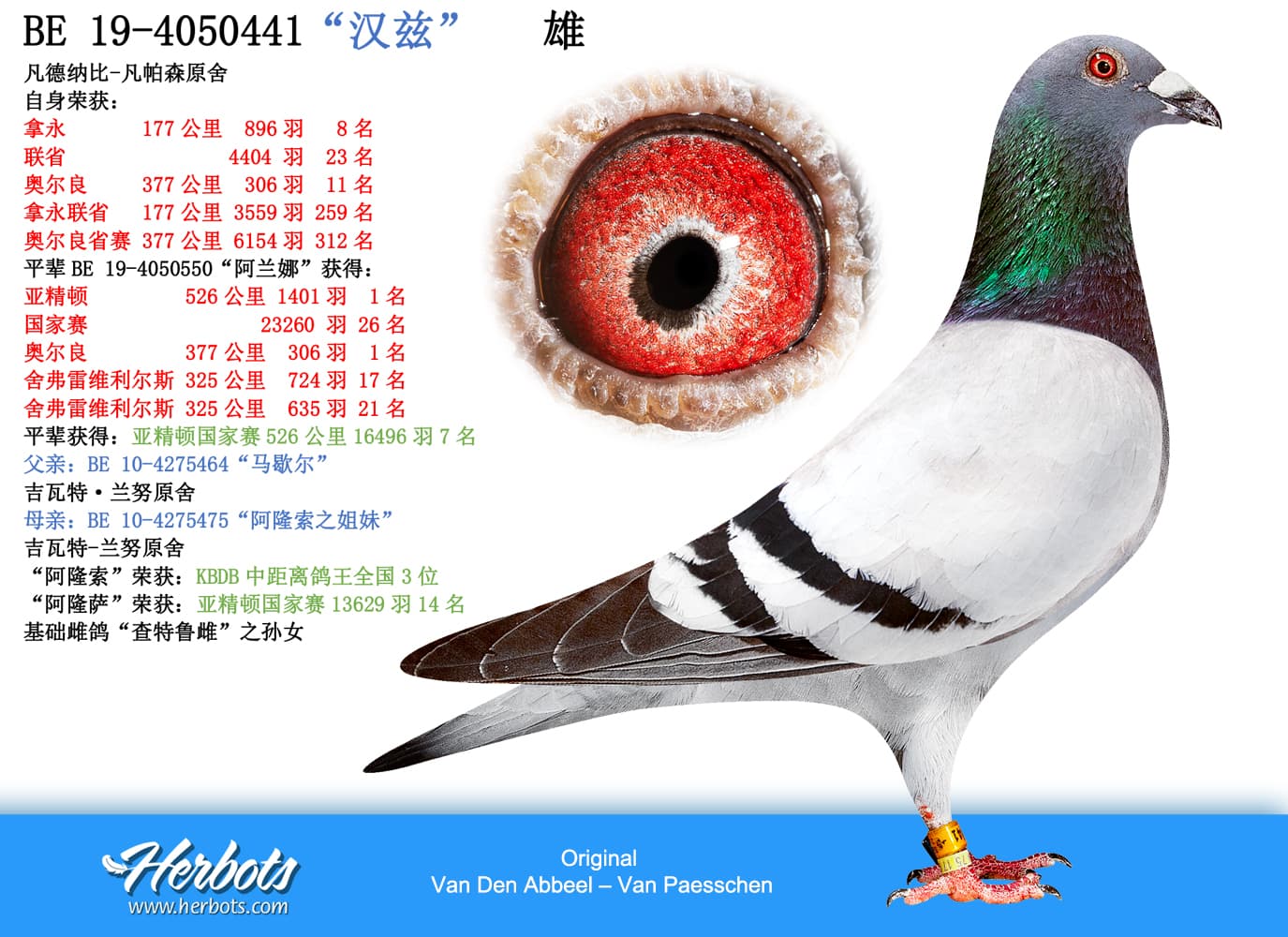 pigeon: “汉兹”