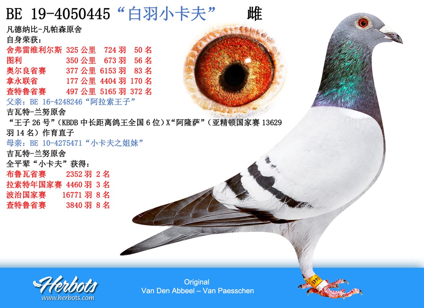pigeon: “白羽小卡夫”