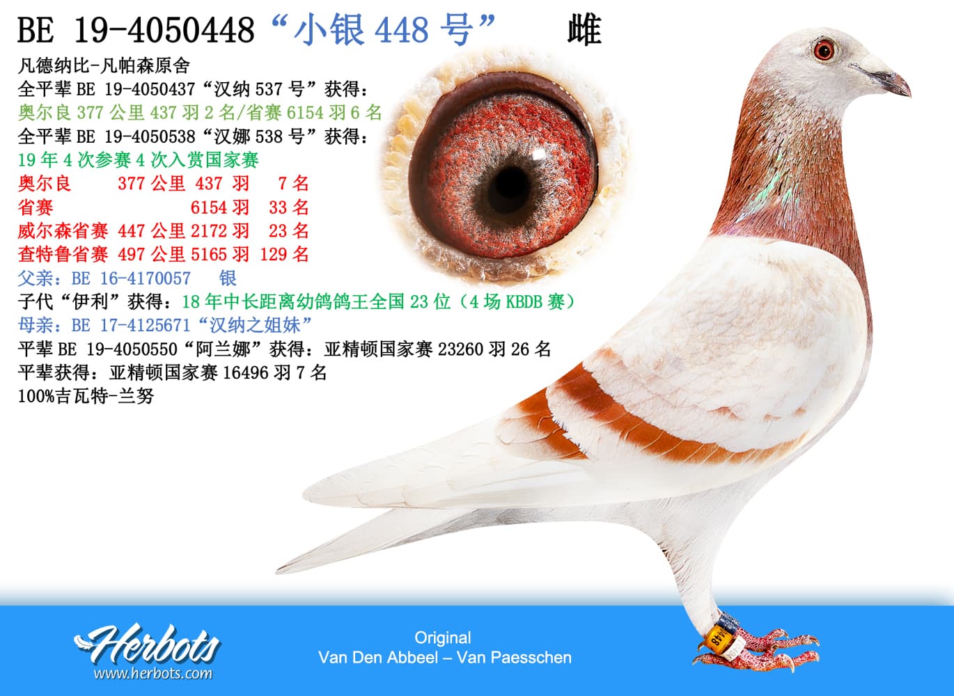 pigeon: “小银448号”