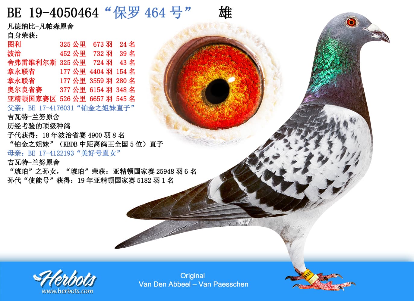 pigeon: “保罗464号”