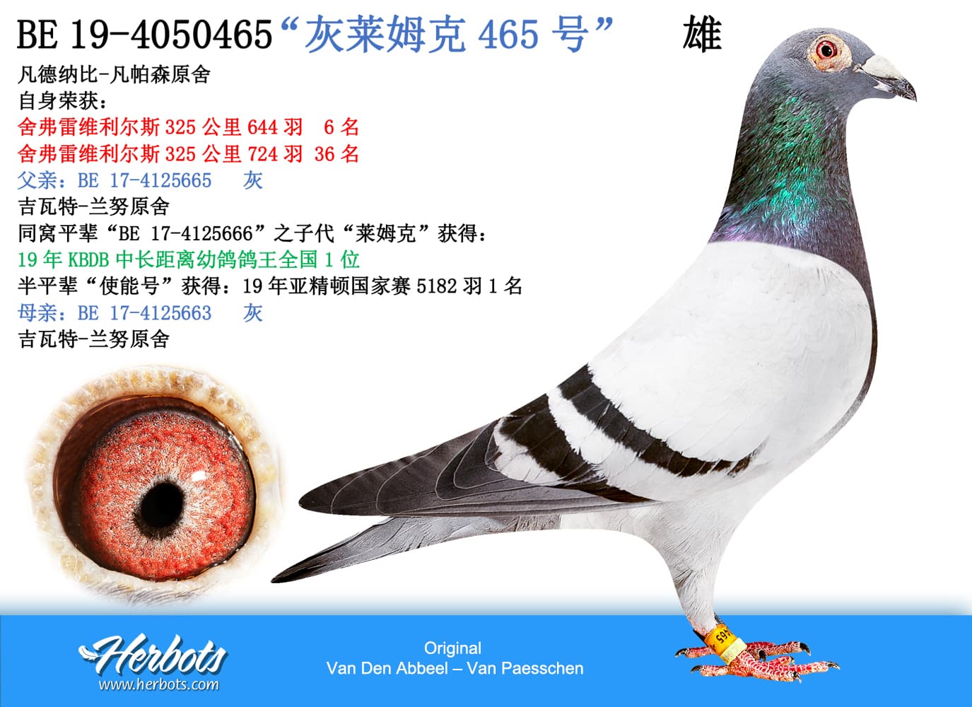 pigeon: “灰莱姆克465号”