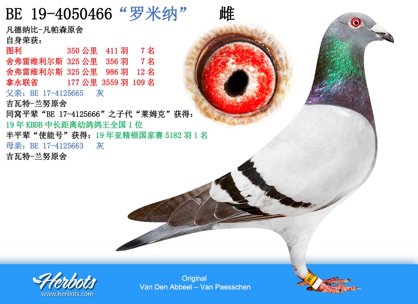 pigeon: undefined