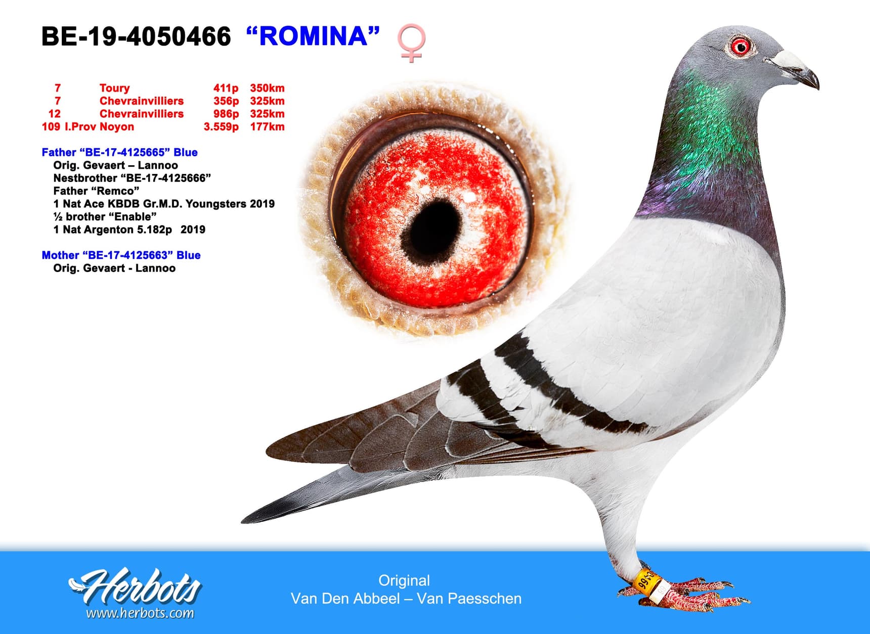 pigeon: undefined
