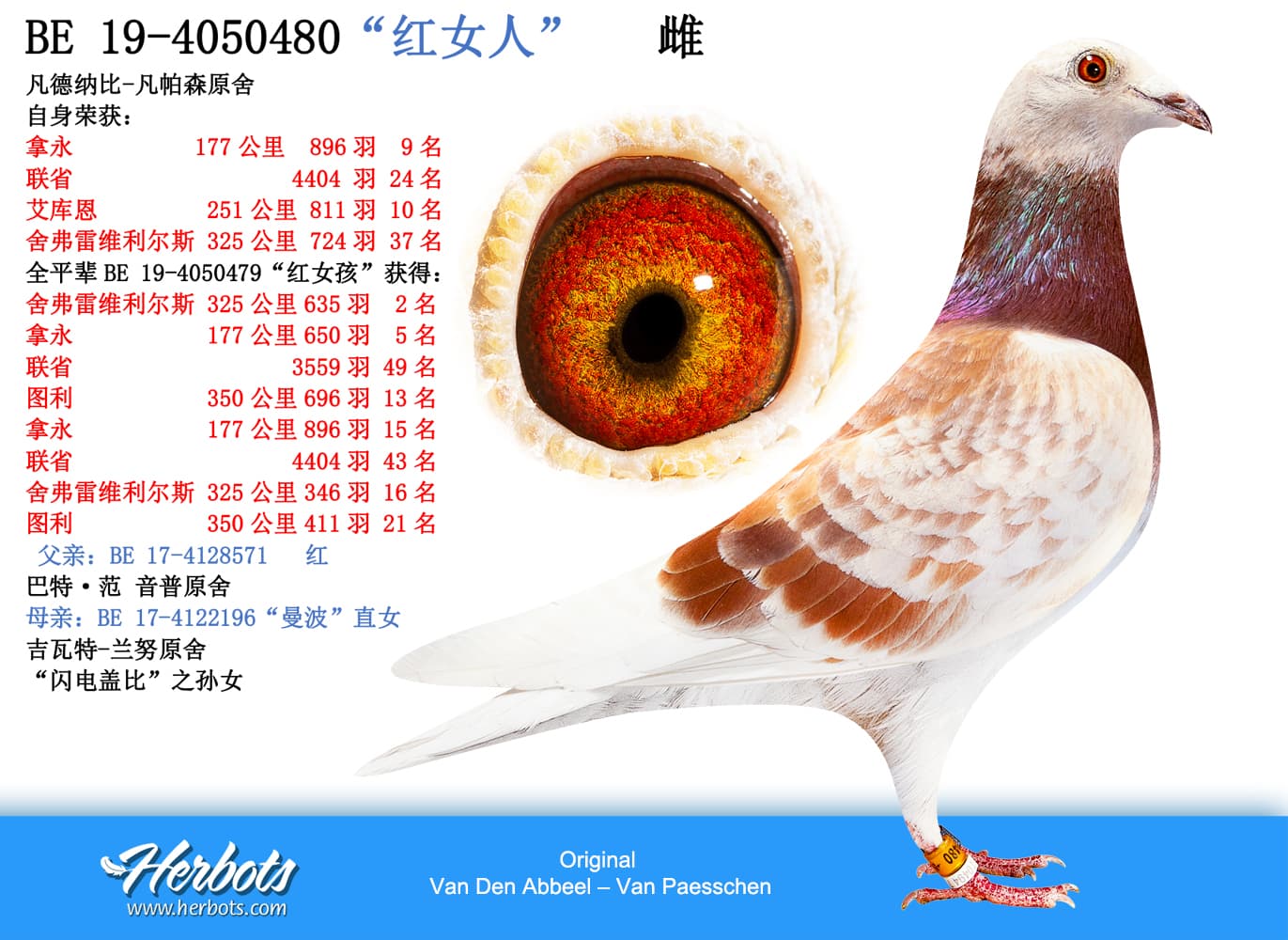 pigeon: “红女人”