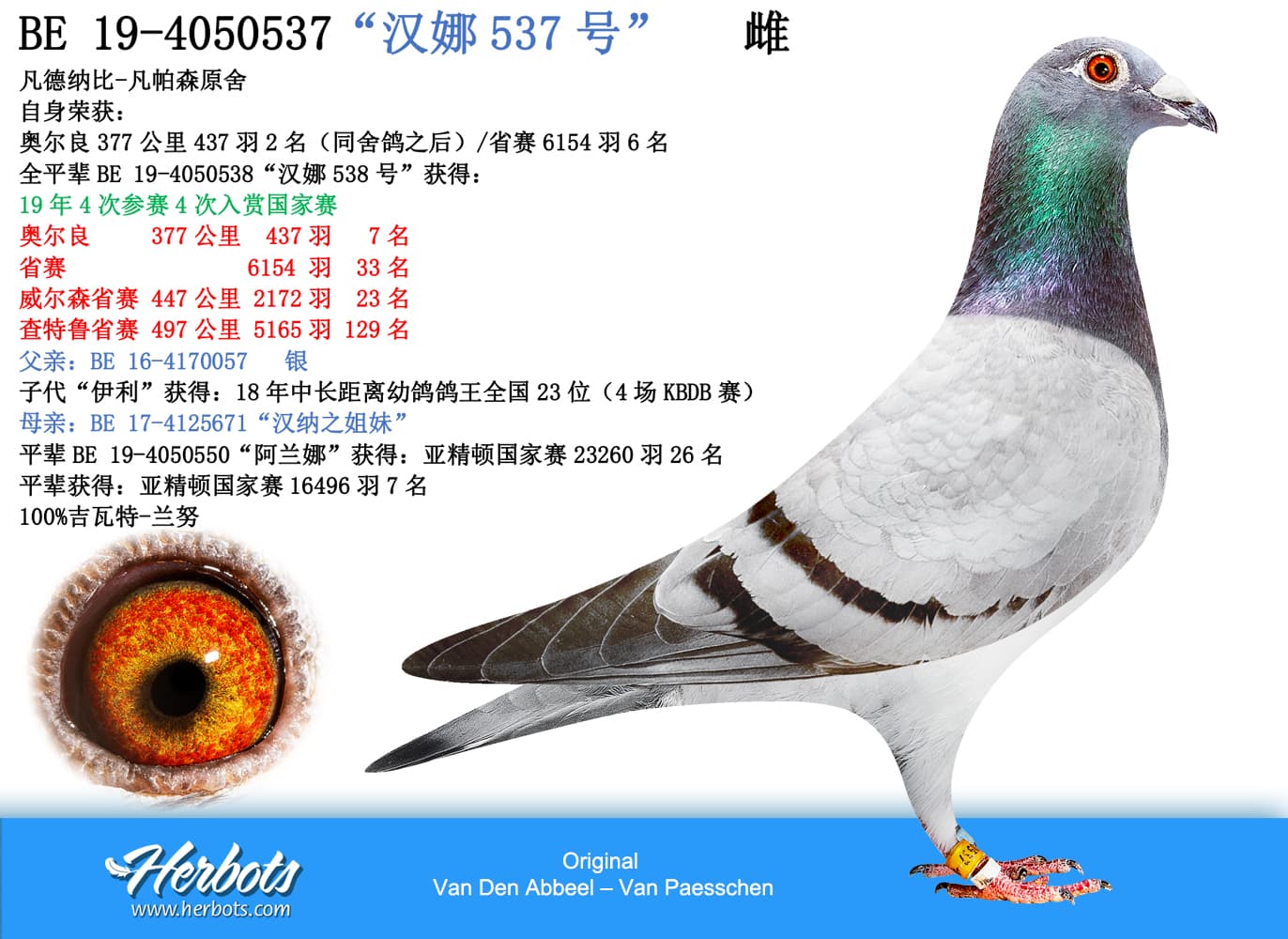 pigeon: undefined