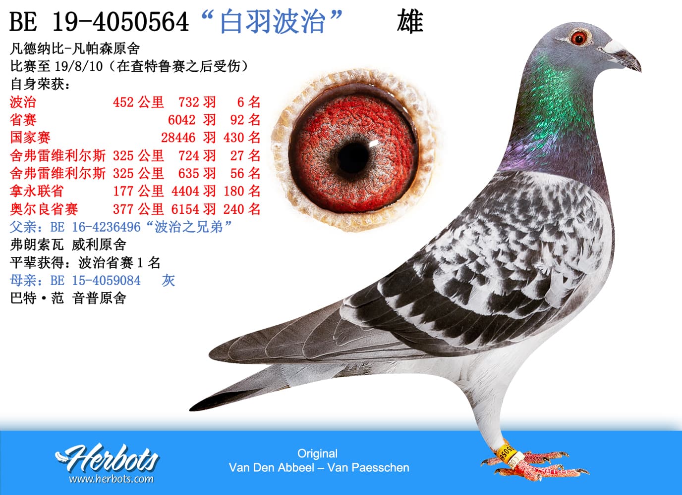 pigeon: “白羽波治”