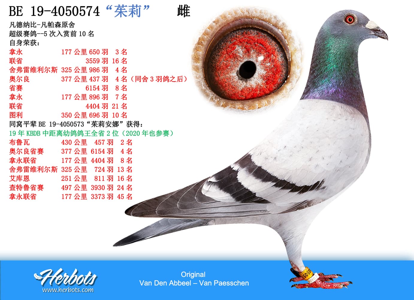 pigeon: “茱莉”