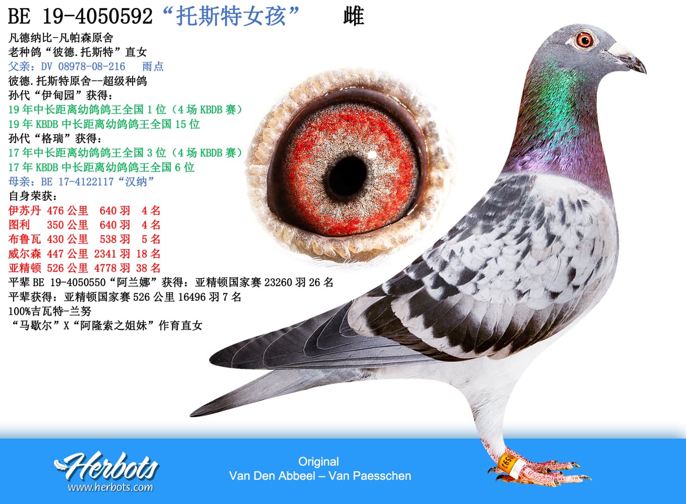 pigeon: “托斯特女孩”