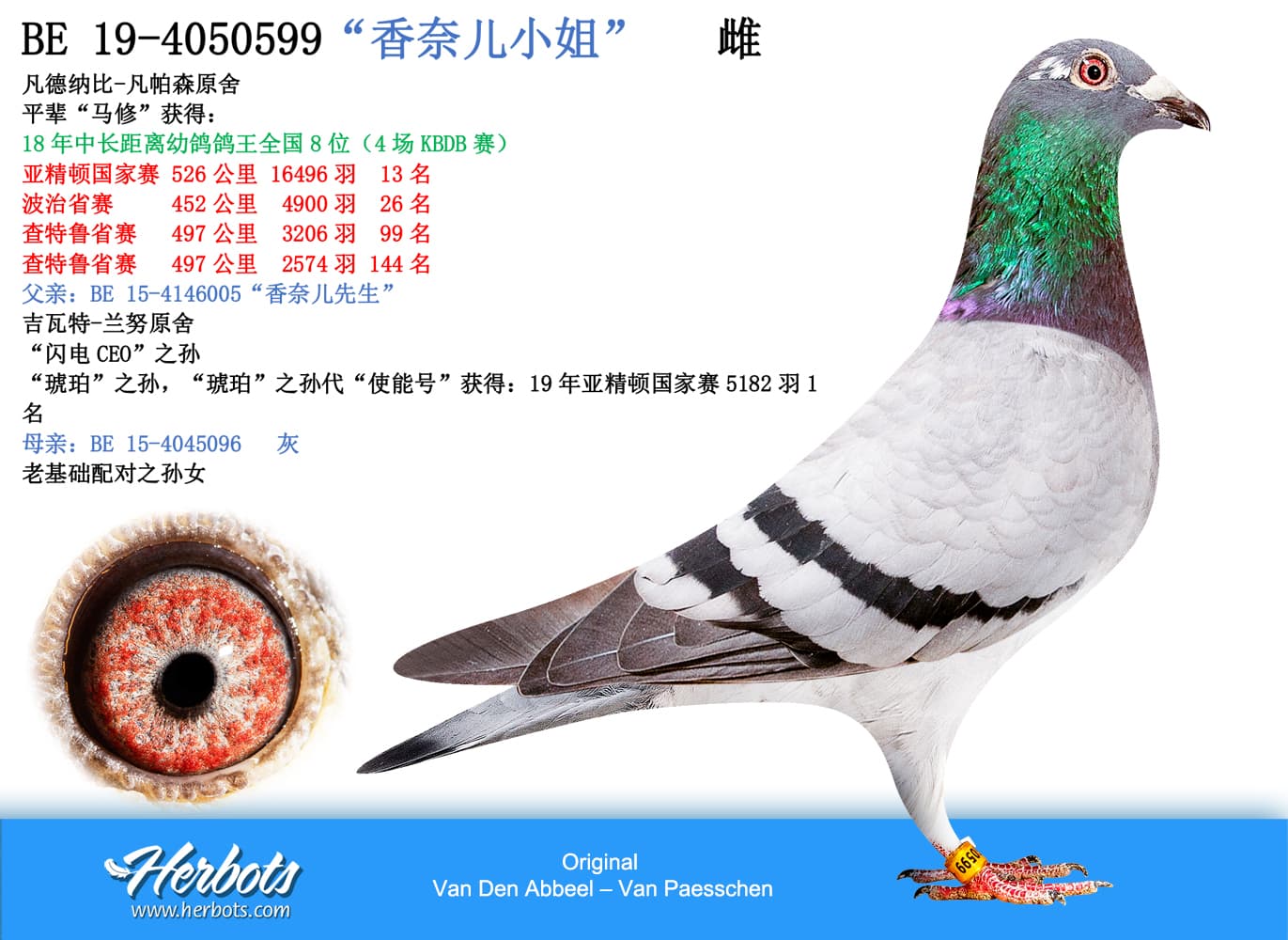 pigeon: undefined