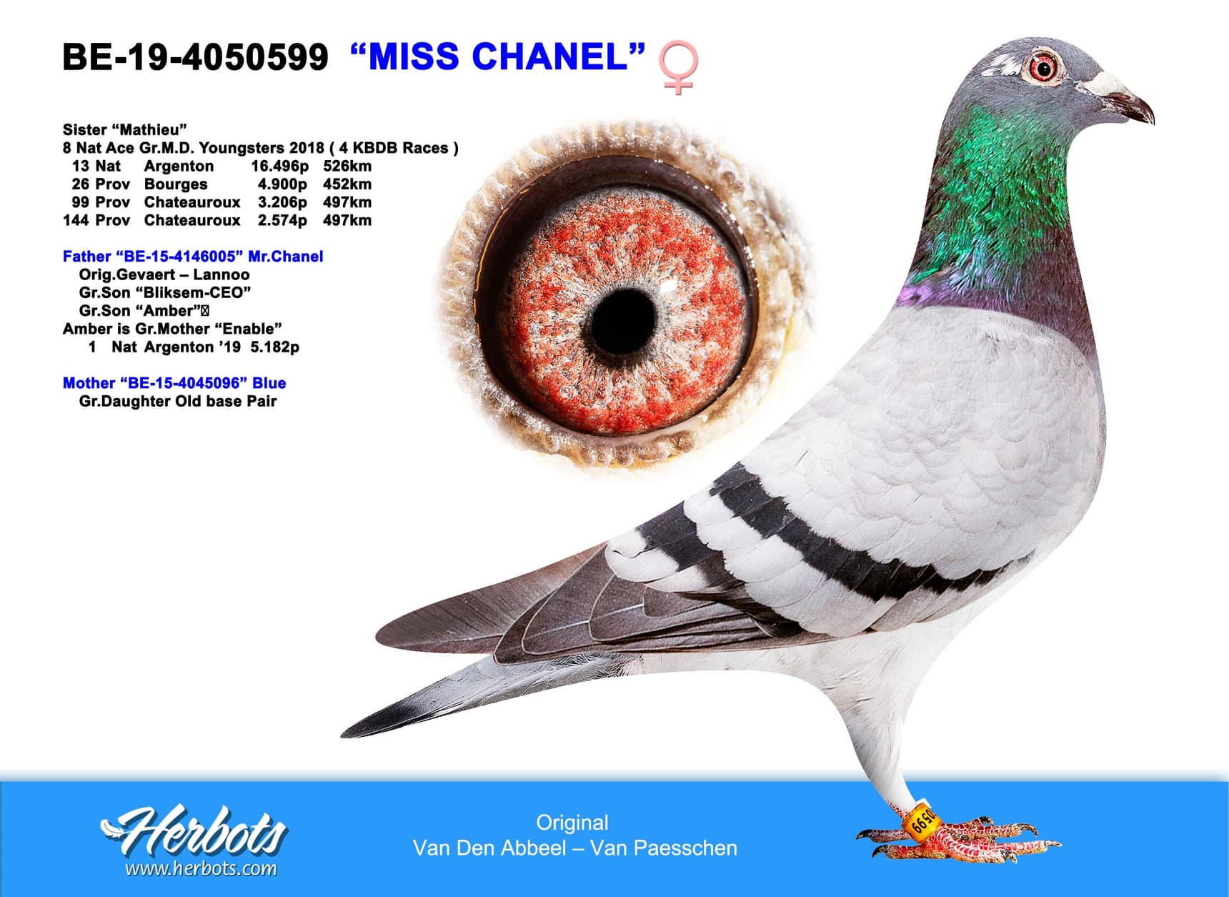 pigeon: undefined