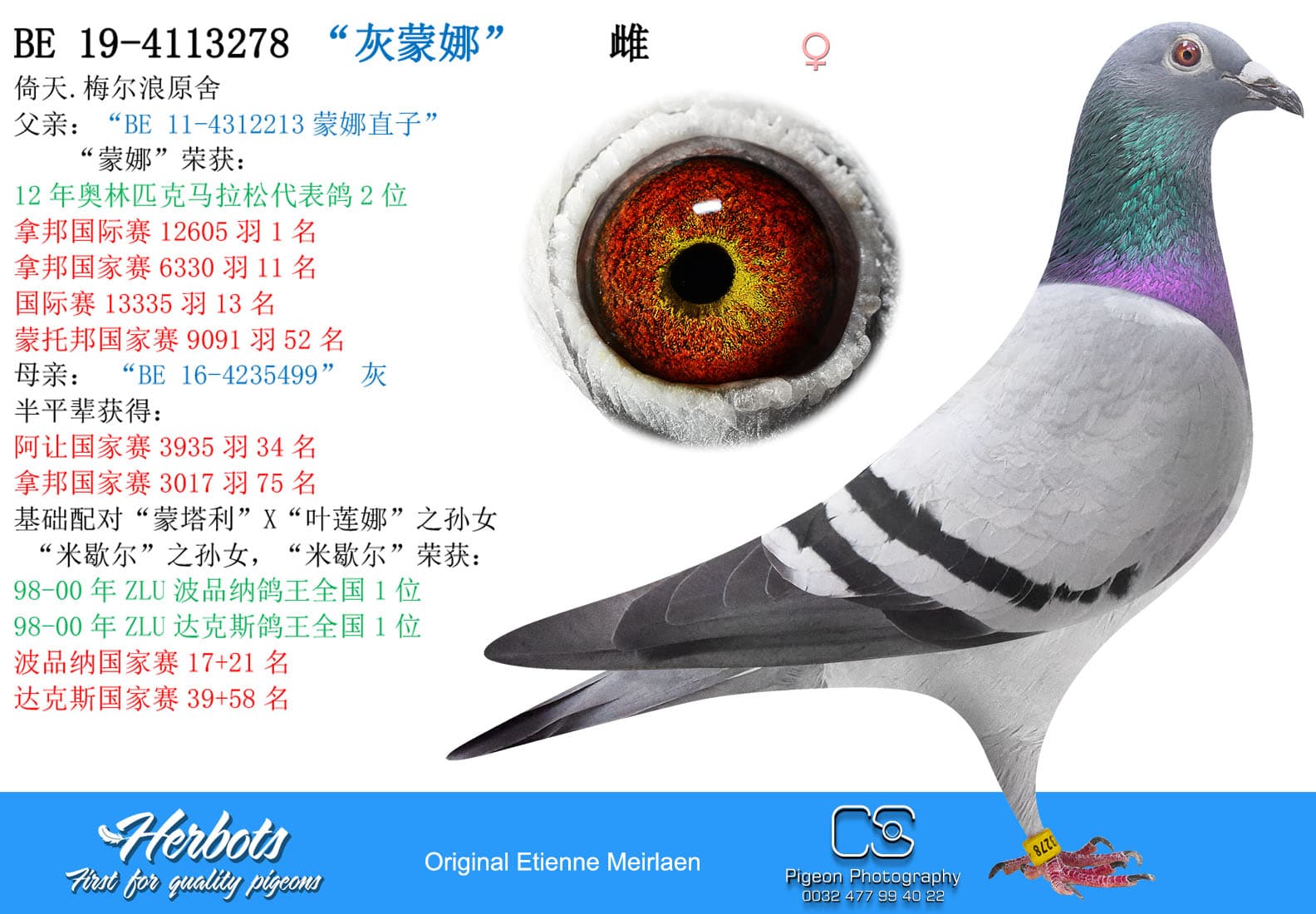 pigeon: undefined