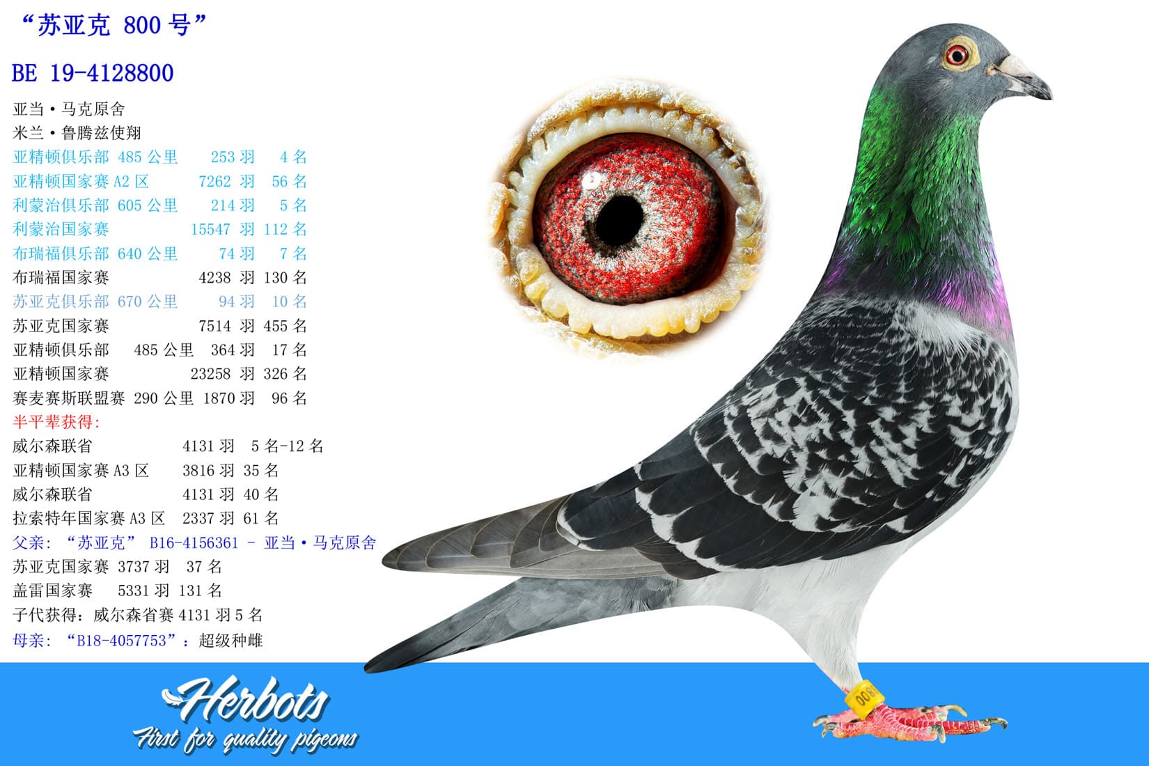 pigeon: undefined