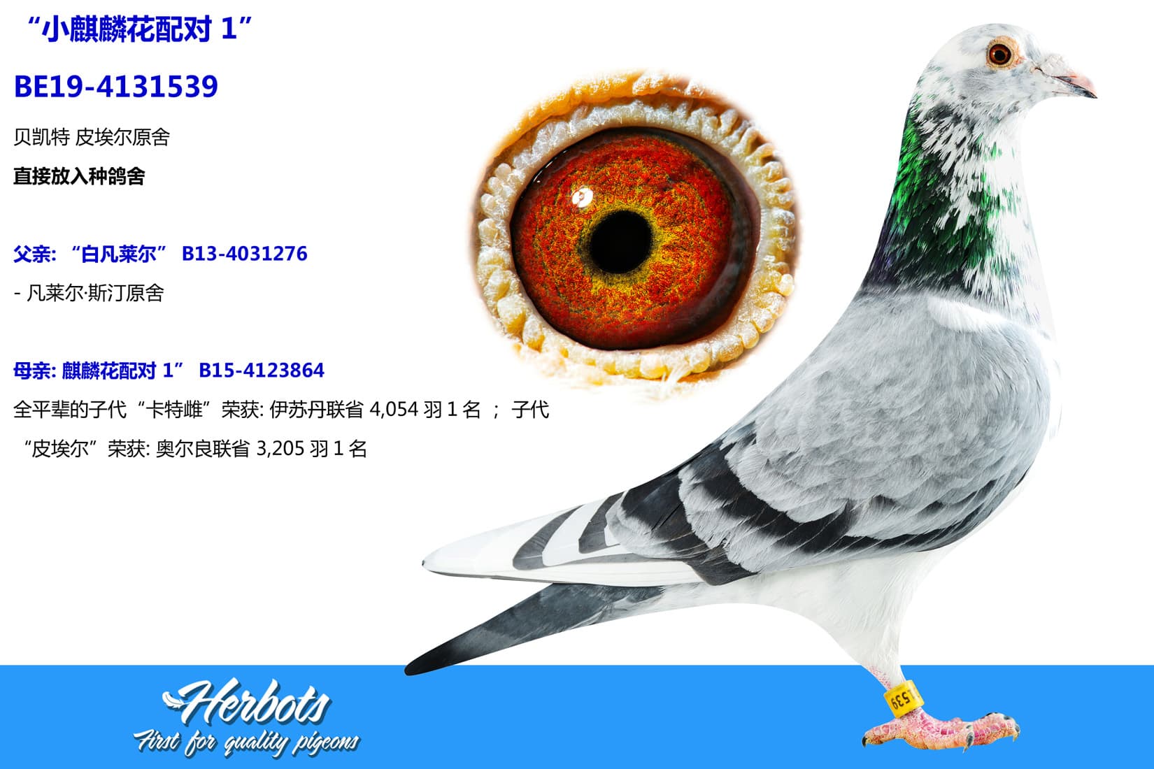 pigeon: undefined