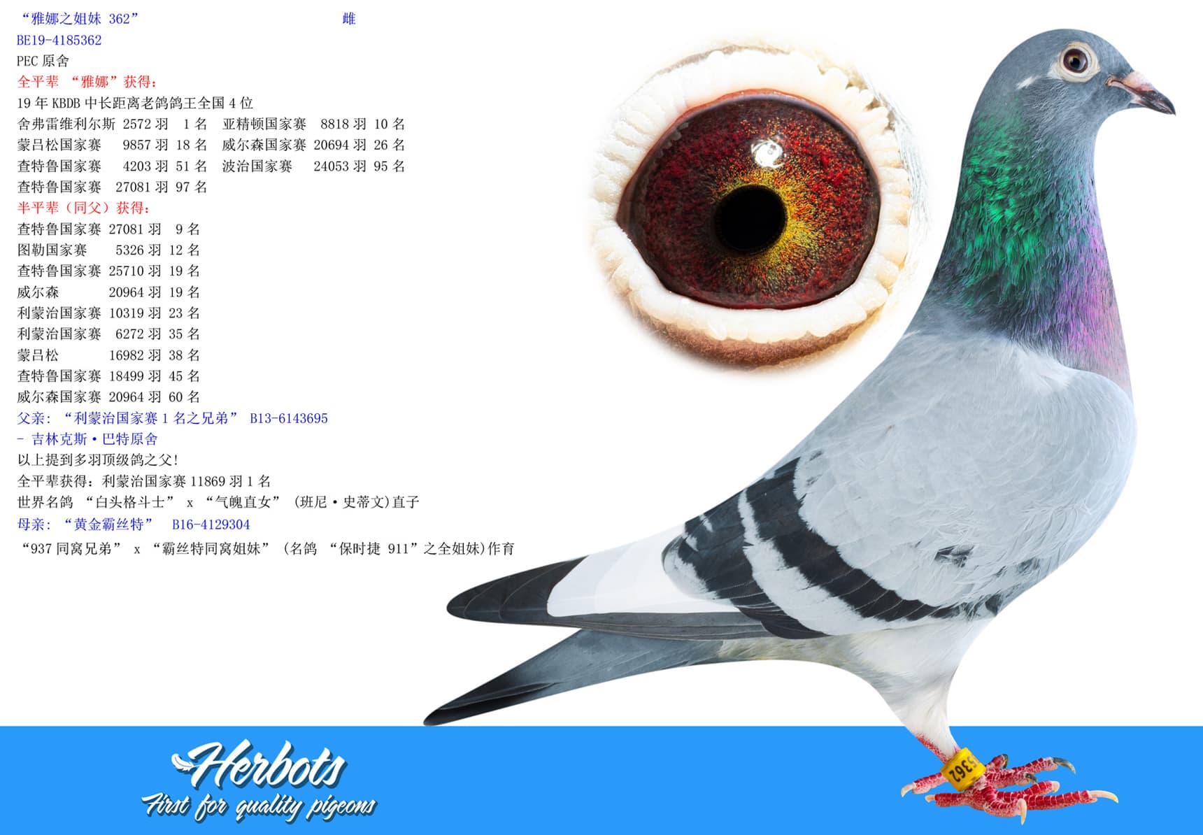 pigeon: undefined
