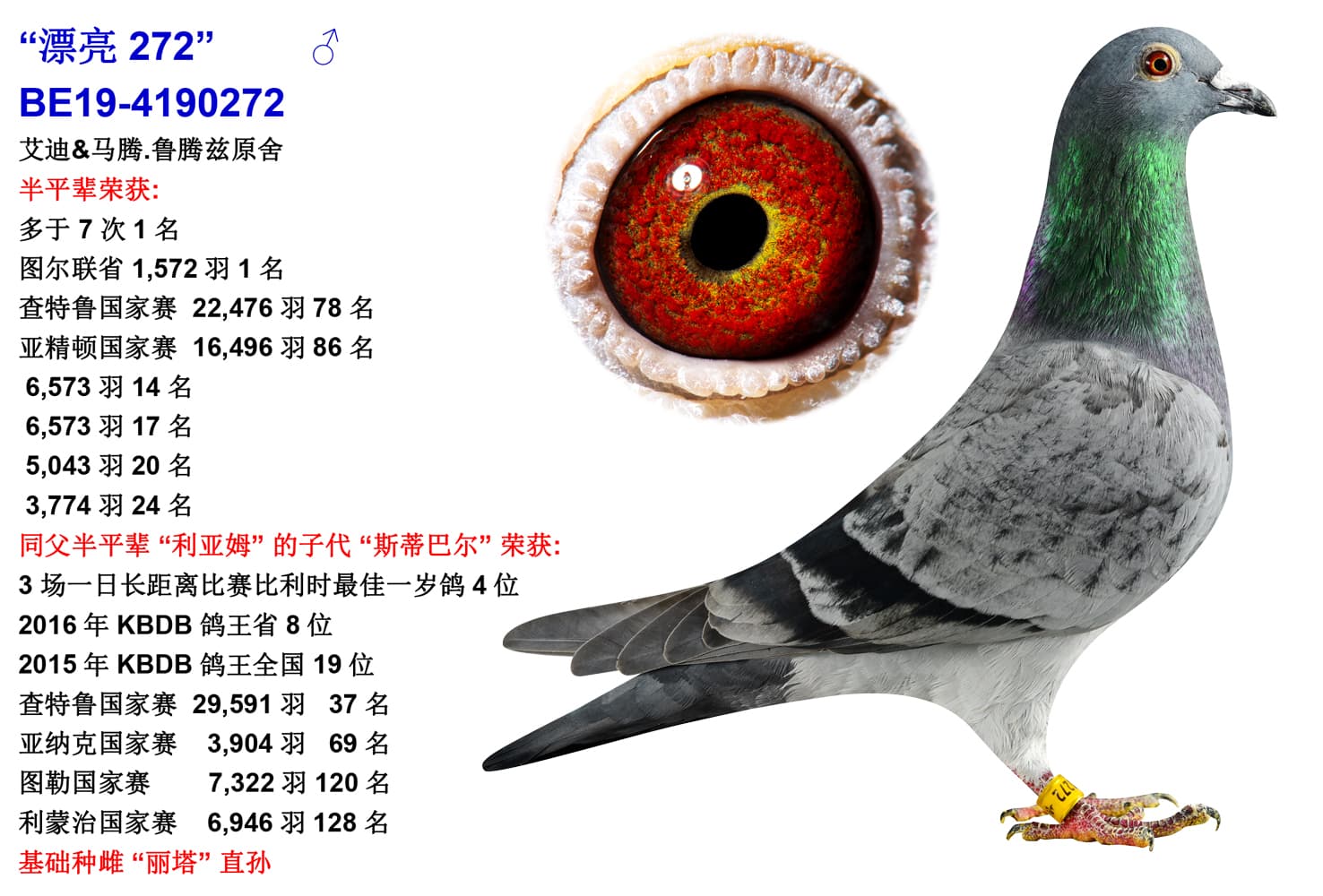 pigeon: “漂亮 272”