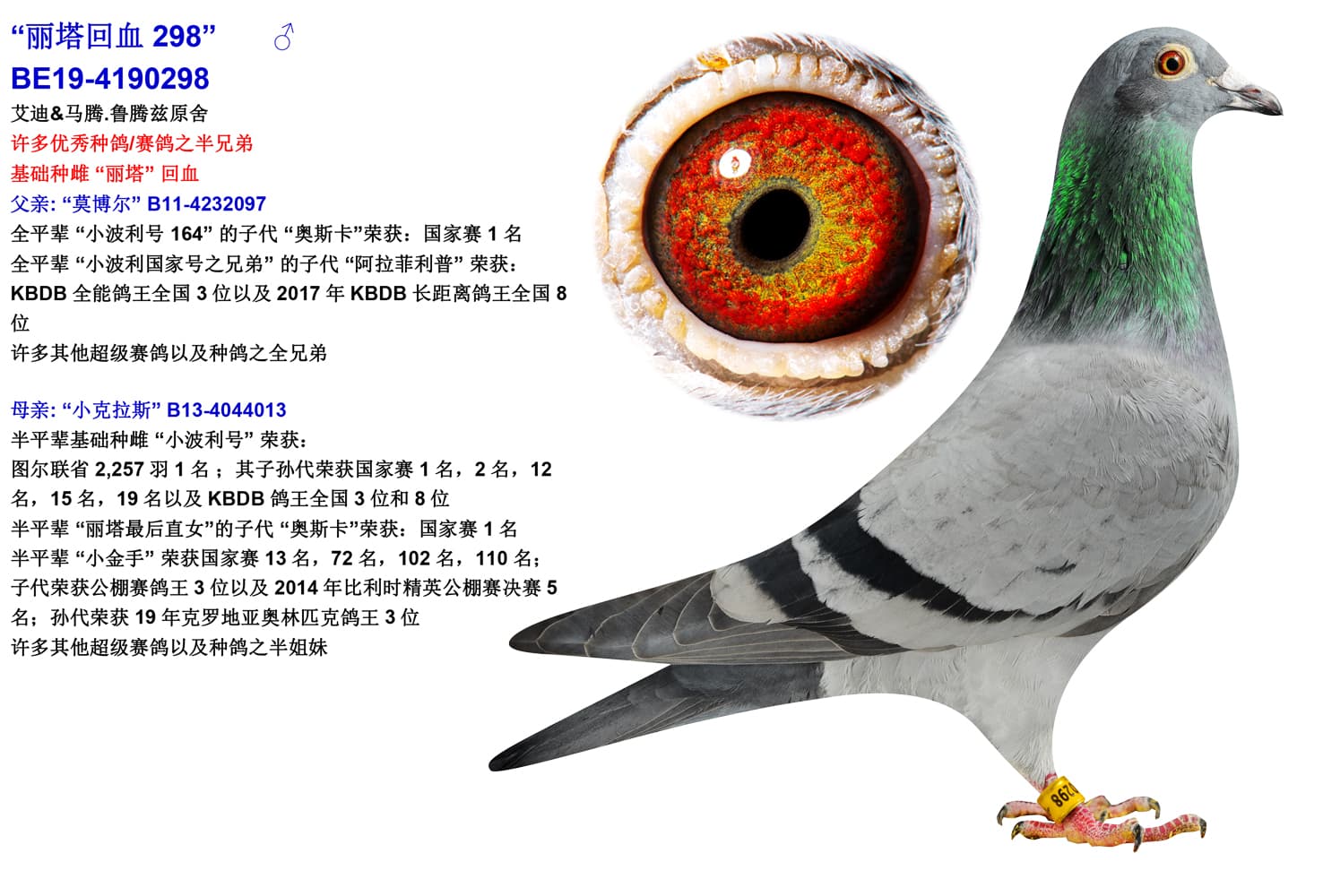 pigeon: “丽塔回血 298”