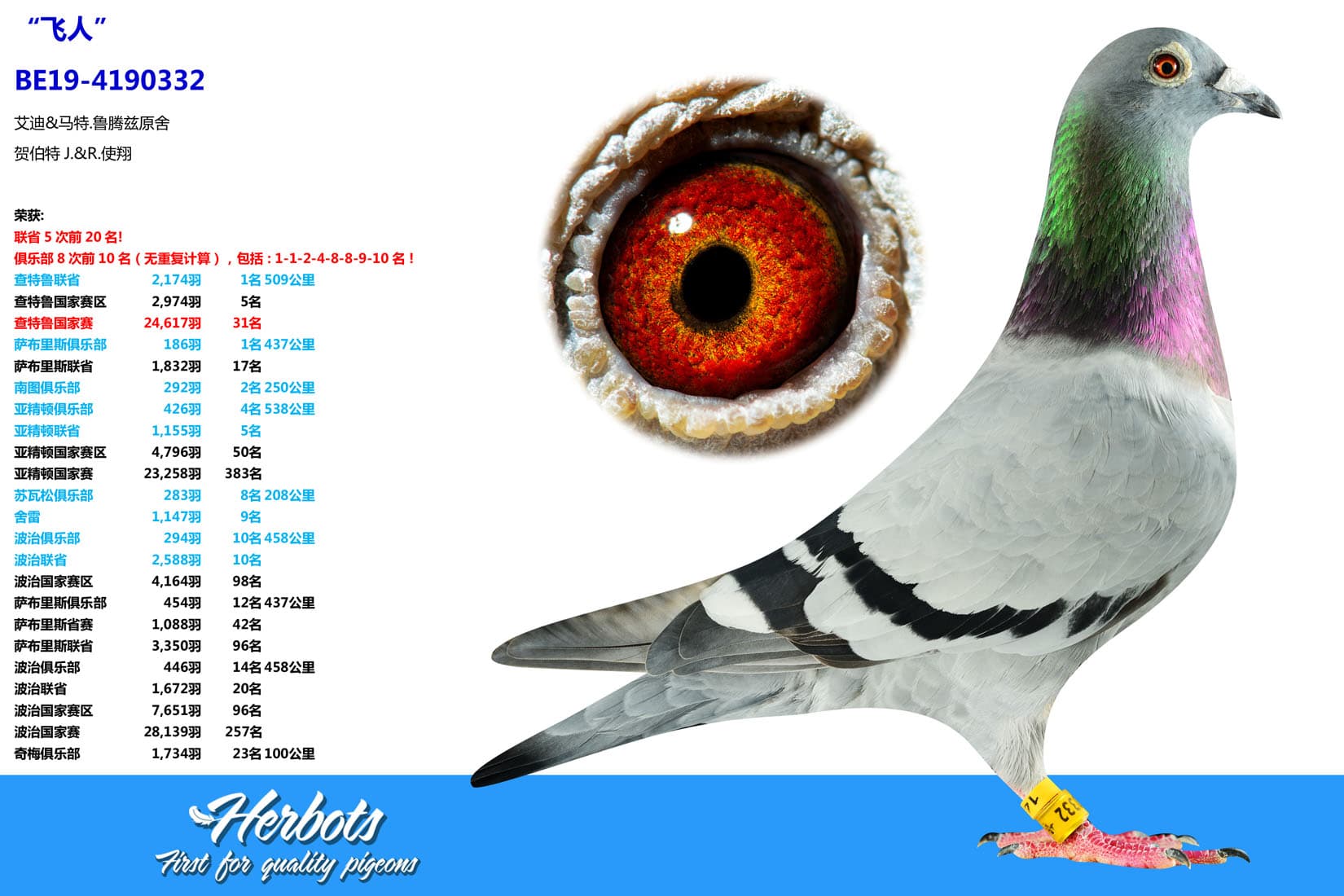 pigeon: undefined