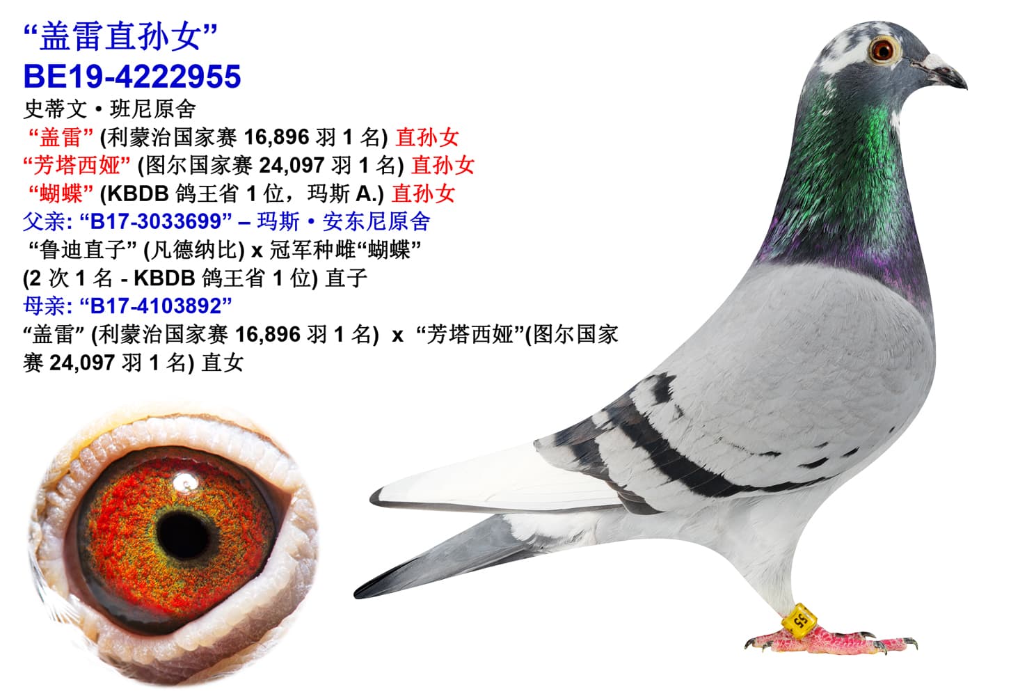 pigeon: undefined