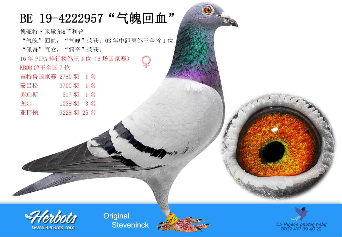 pigeon: undefined
