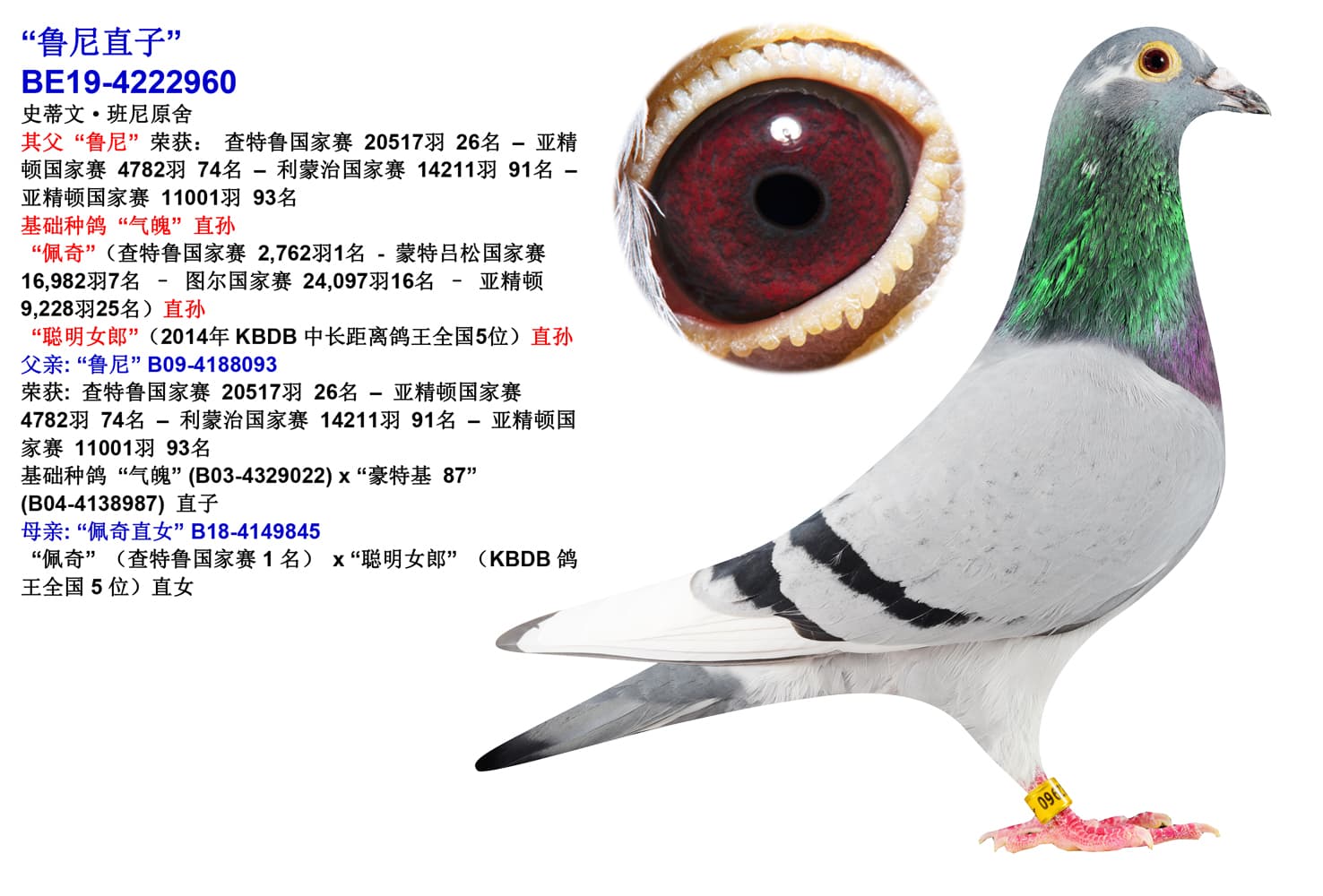 pigeon: undefined