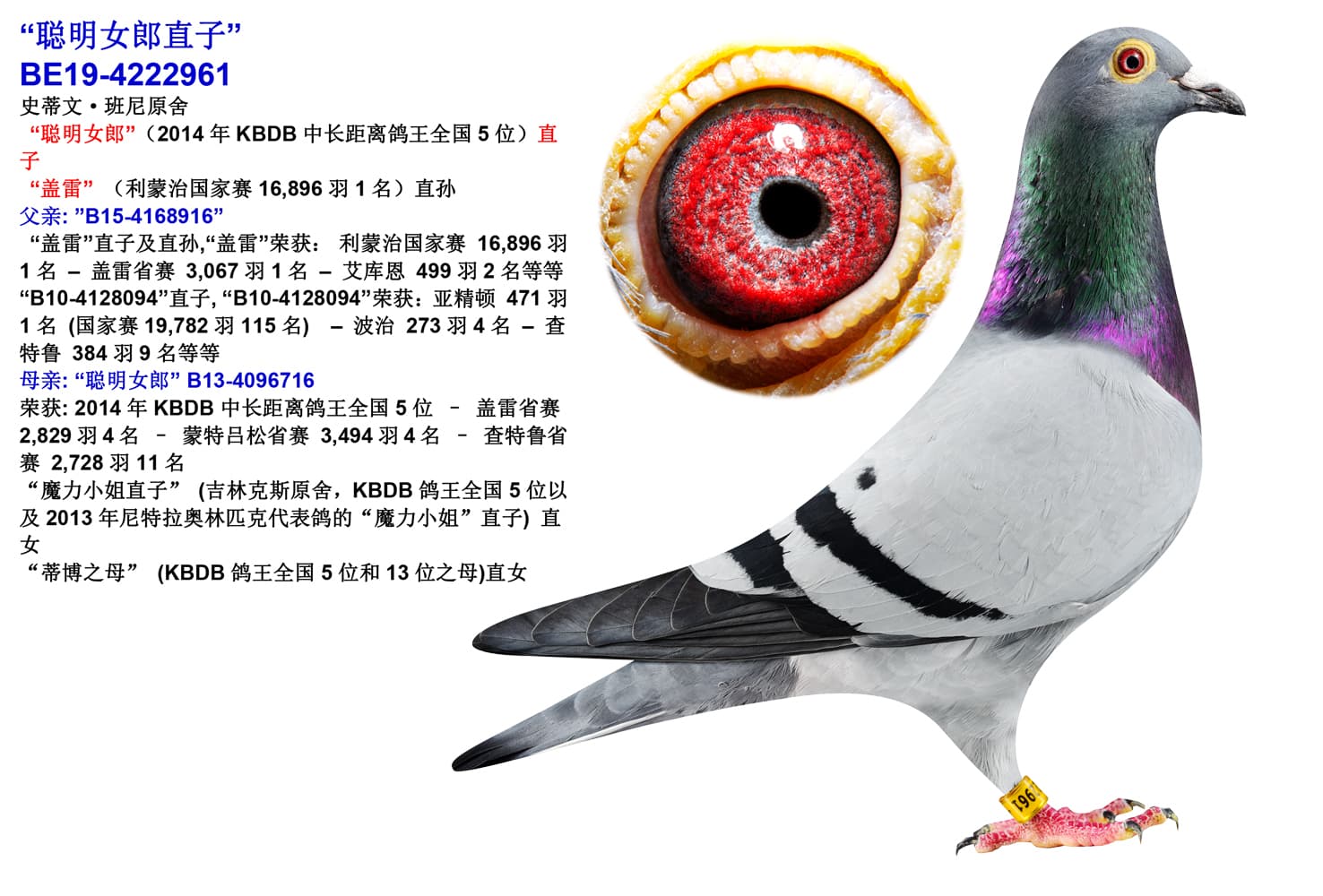 pigeon: undefined