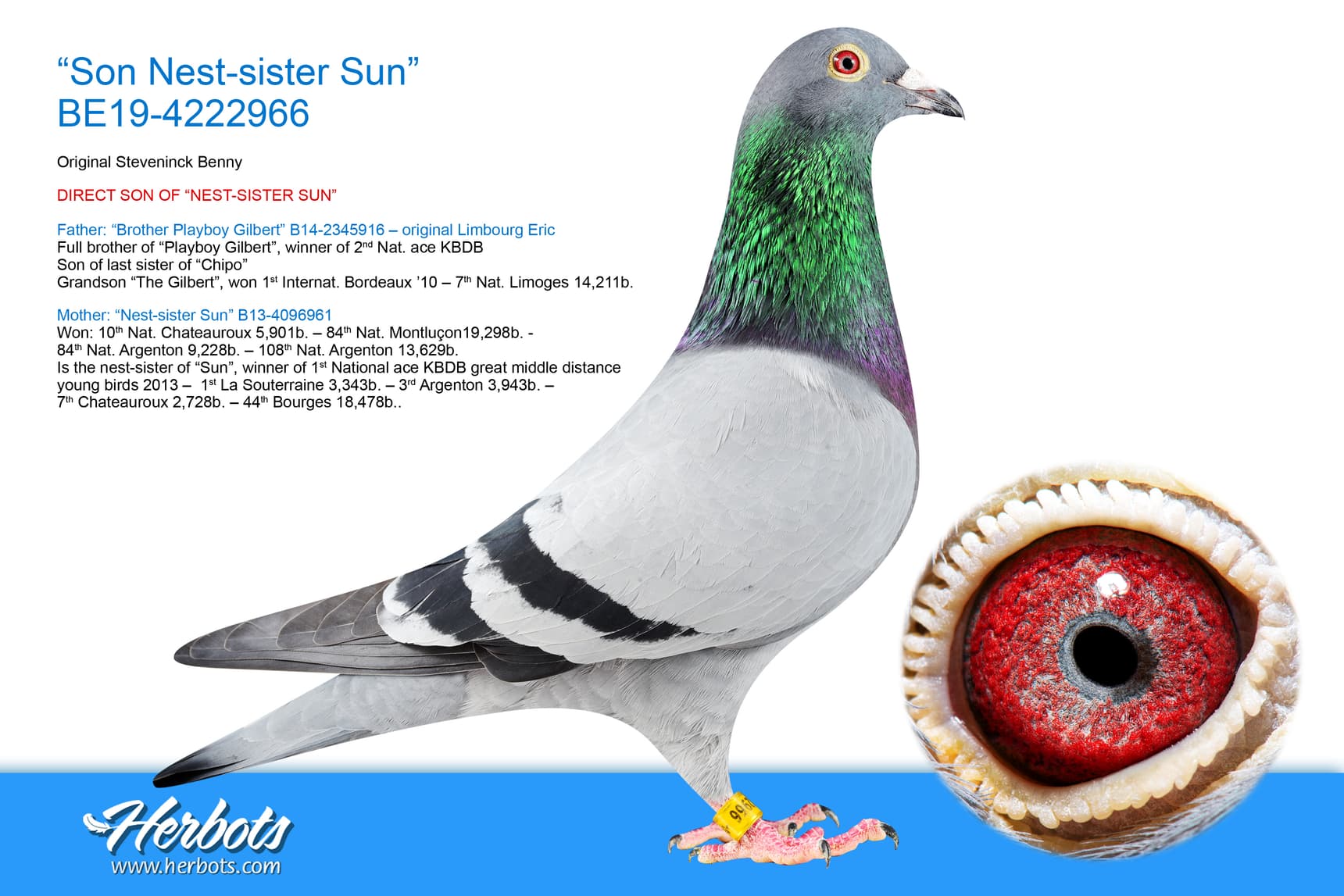 pigeon: undefined