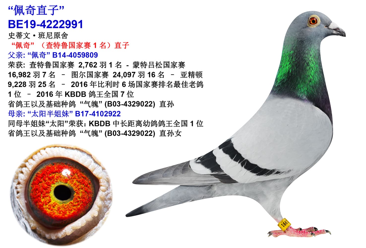 pigeon: undefined